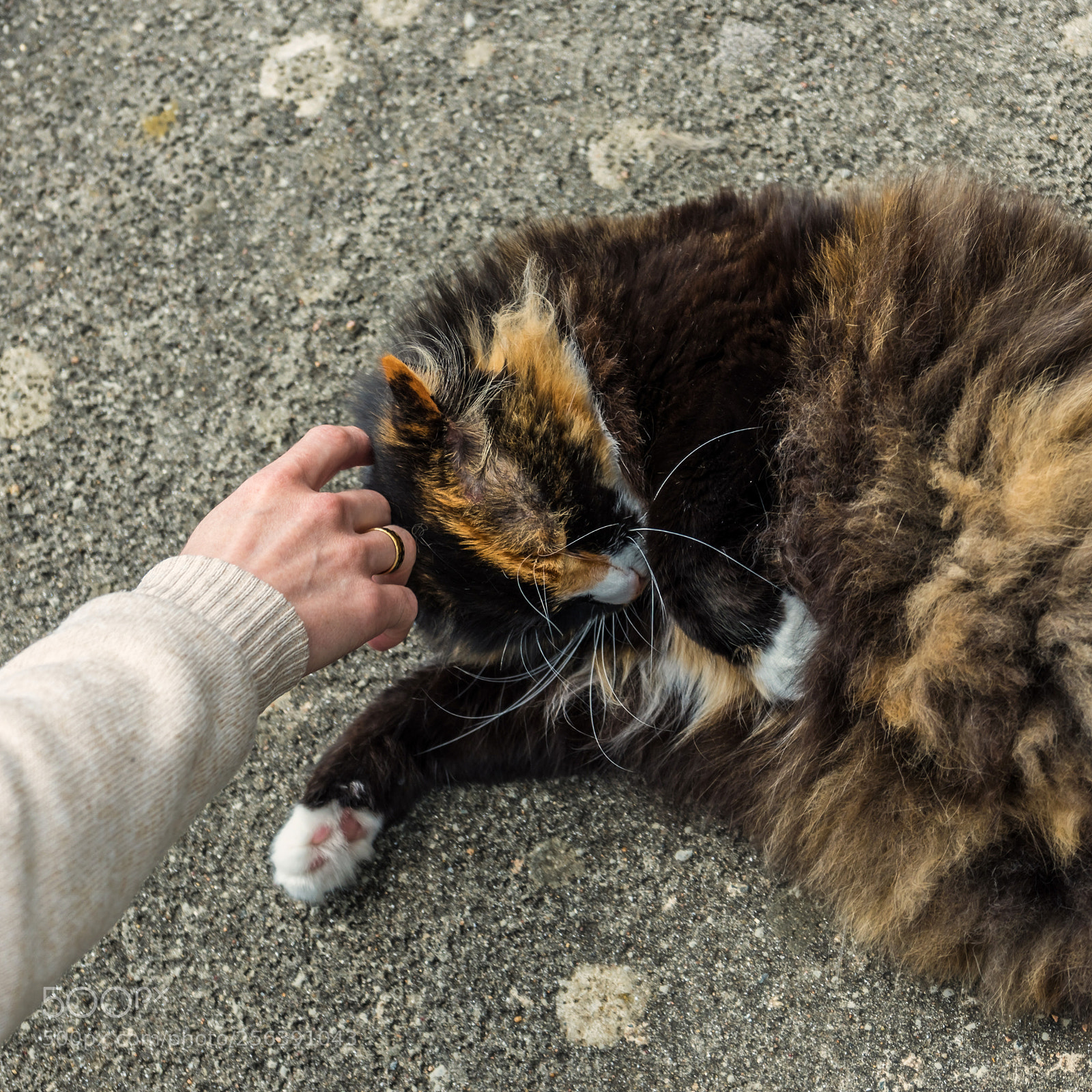 Sony a7 sample photo. Cat moment photography