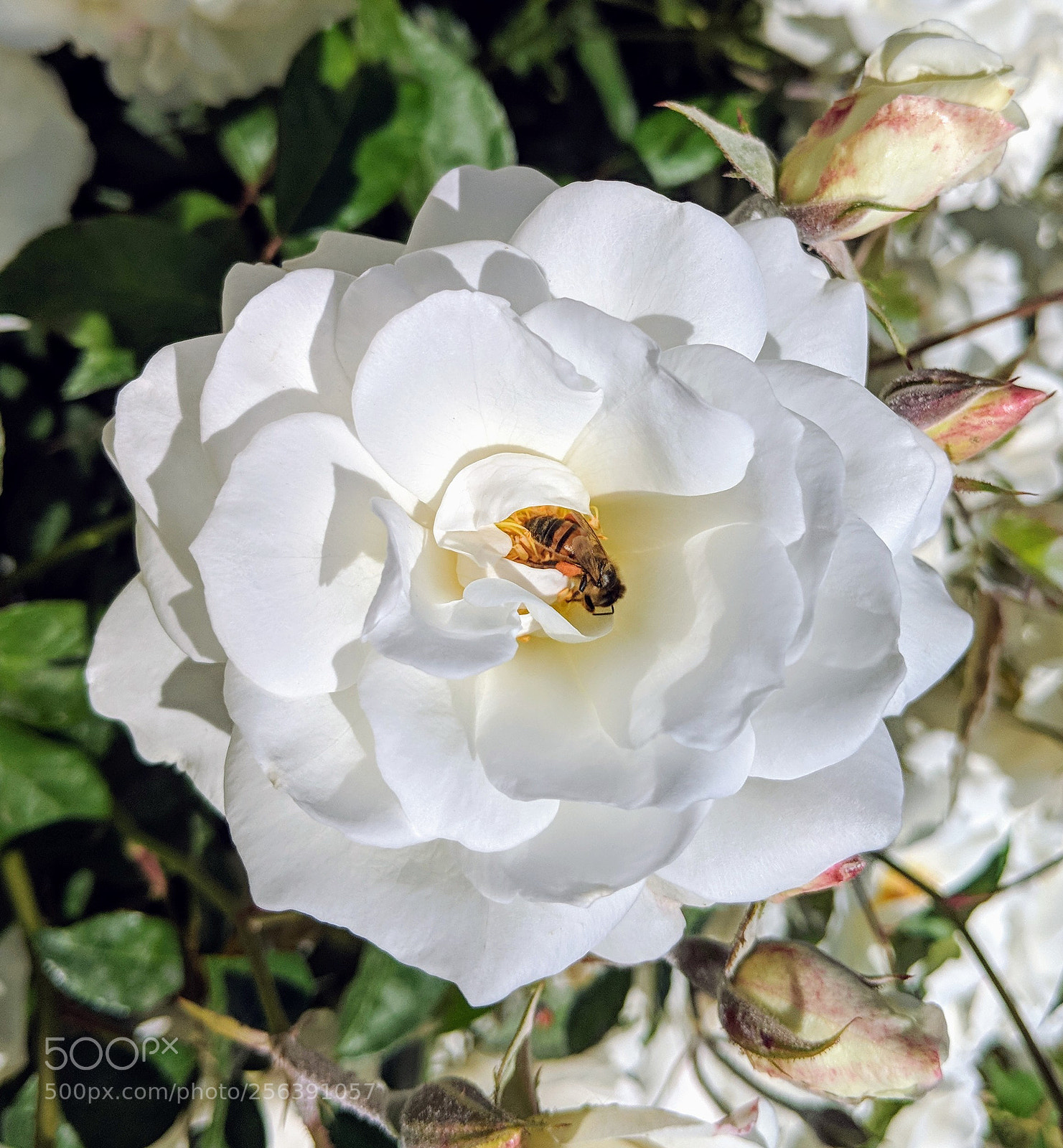 Google Pixel 2 XL sample photo. Untitled photography