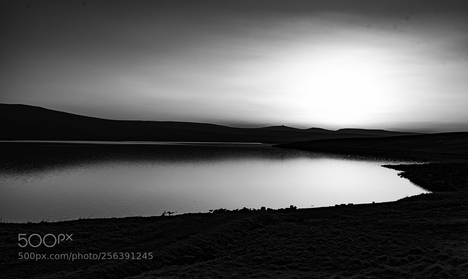 Nikon D750 sample photo. Cow green reservoir photography