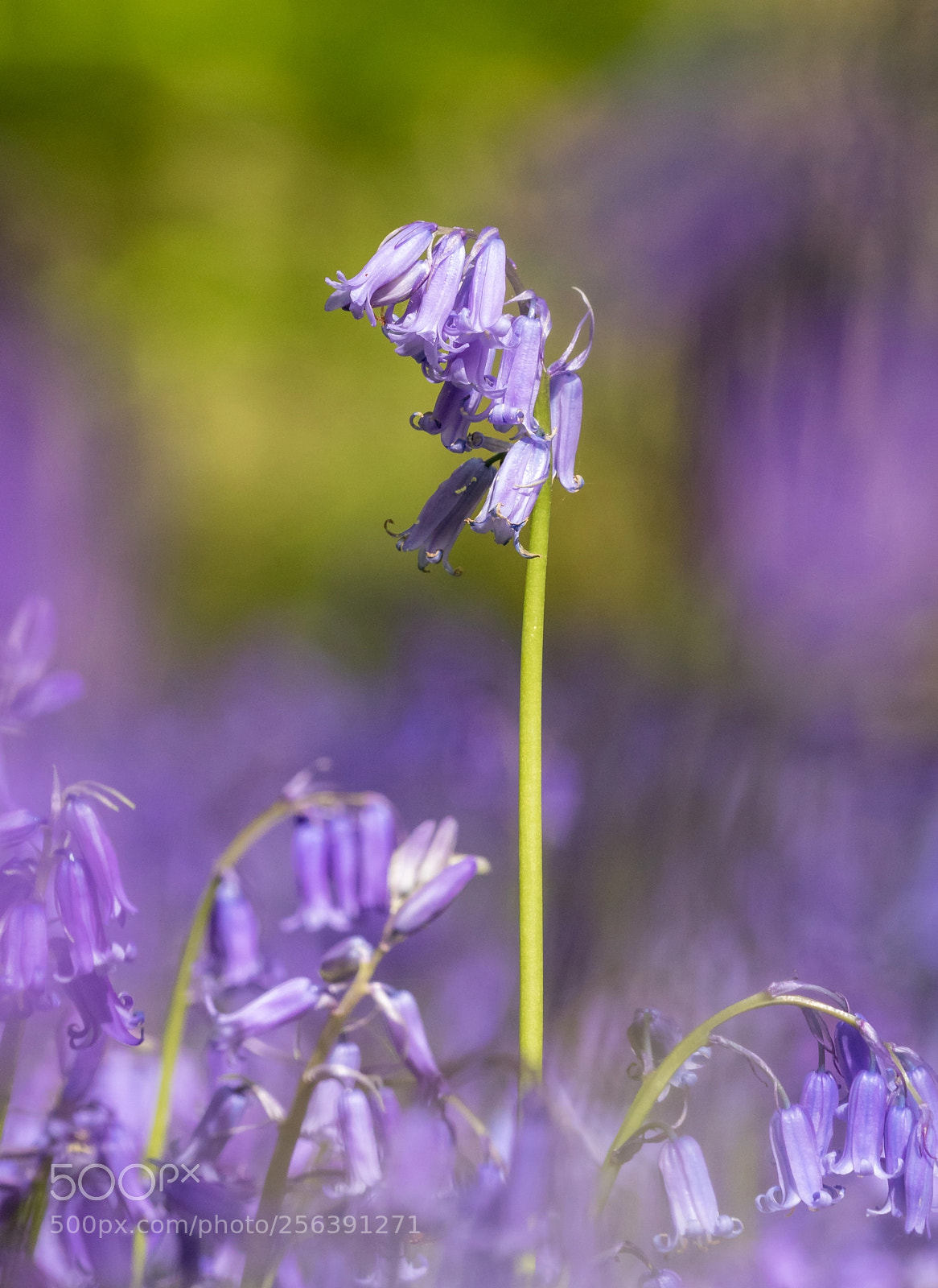 Canon EOS 7D Mark II sample photo. Standing out from the photography