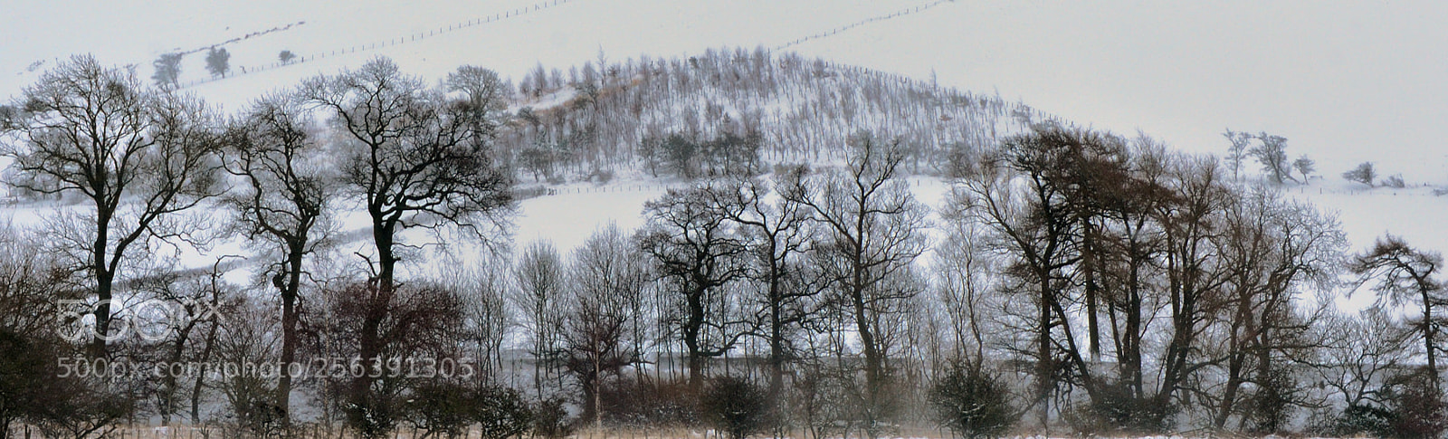 Nikon D7200 sample photo. Stand of trees in photography