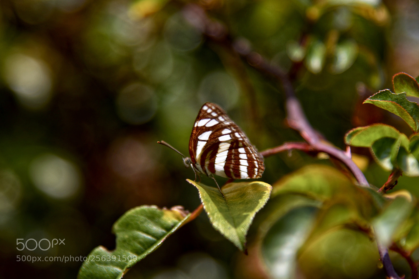 Nikon D7200 sample photo. Butterfly photography