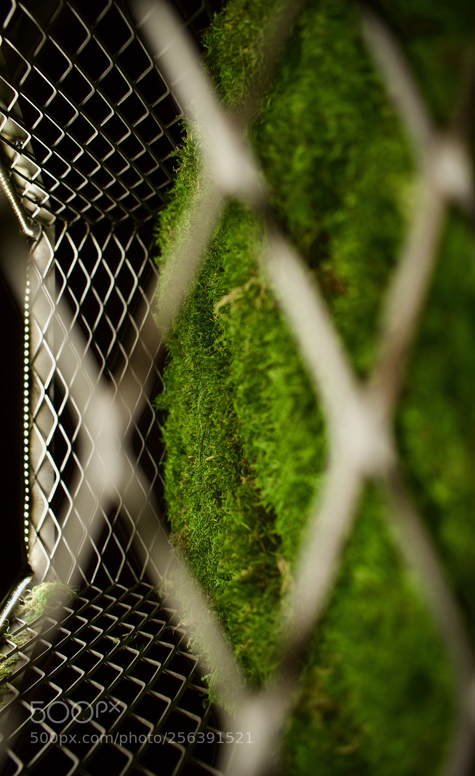 Nikon D5600 sample photo. Can t jail de photography