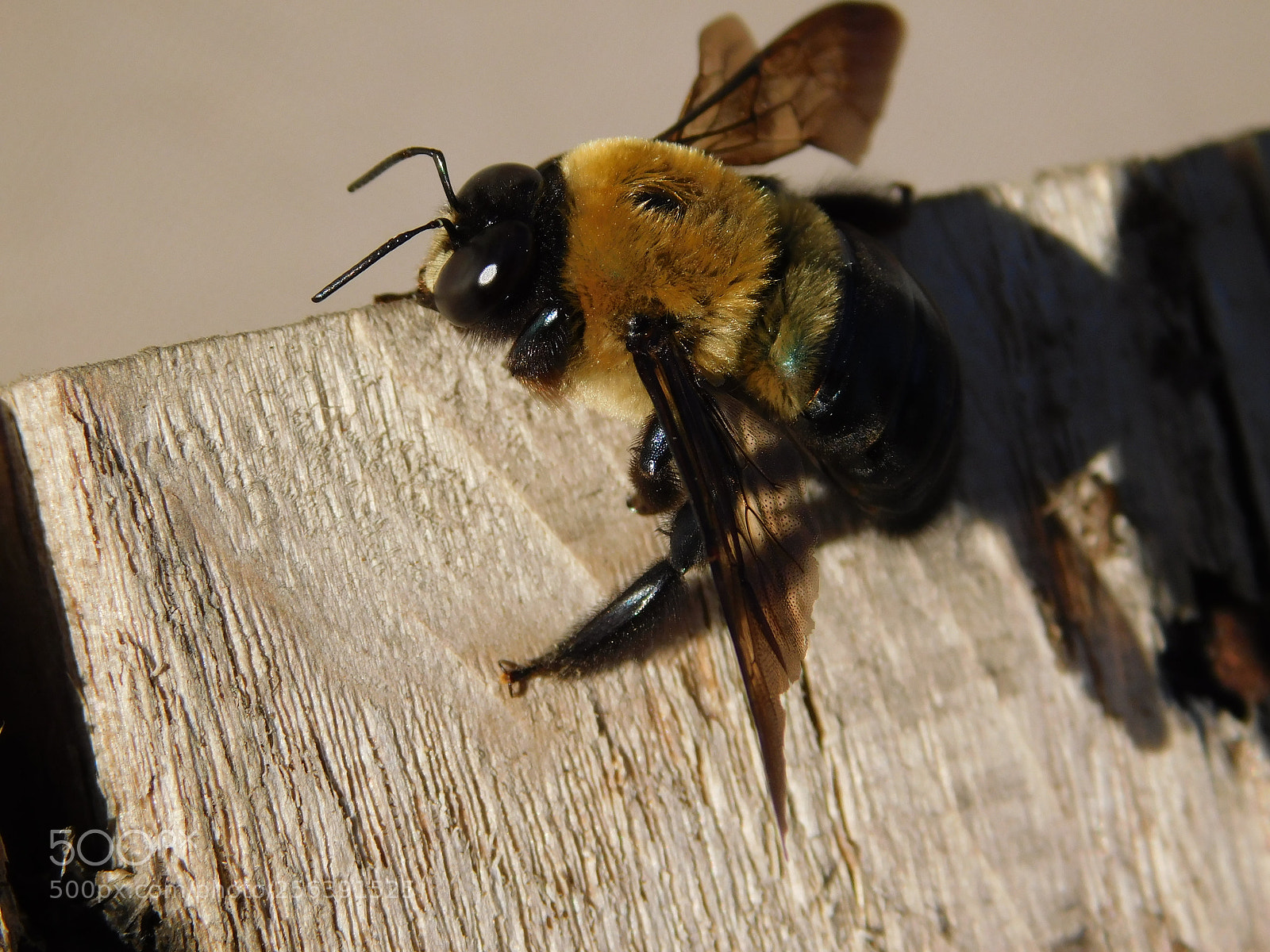 Nikon Coolpix B500 sample photo. Bore/carpenter bee photography