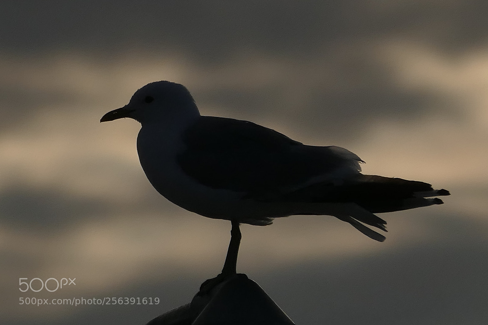 Panasonic Lumix DMC-FZ1000 sample photo. Seagulhouette photography