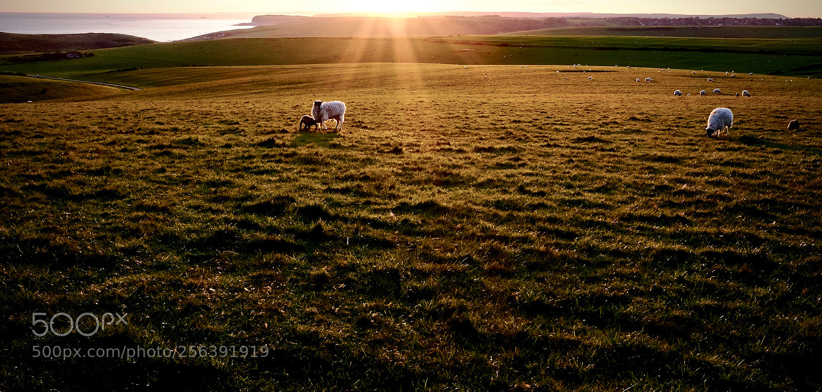 Fujifilm X100T sample photo. Evening milk photography