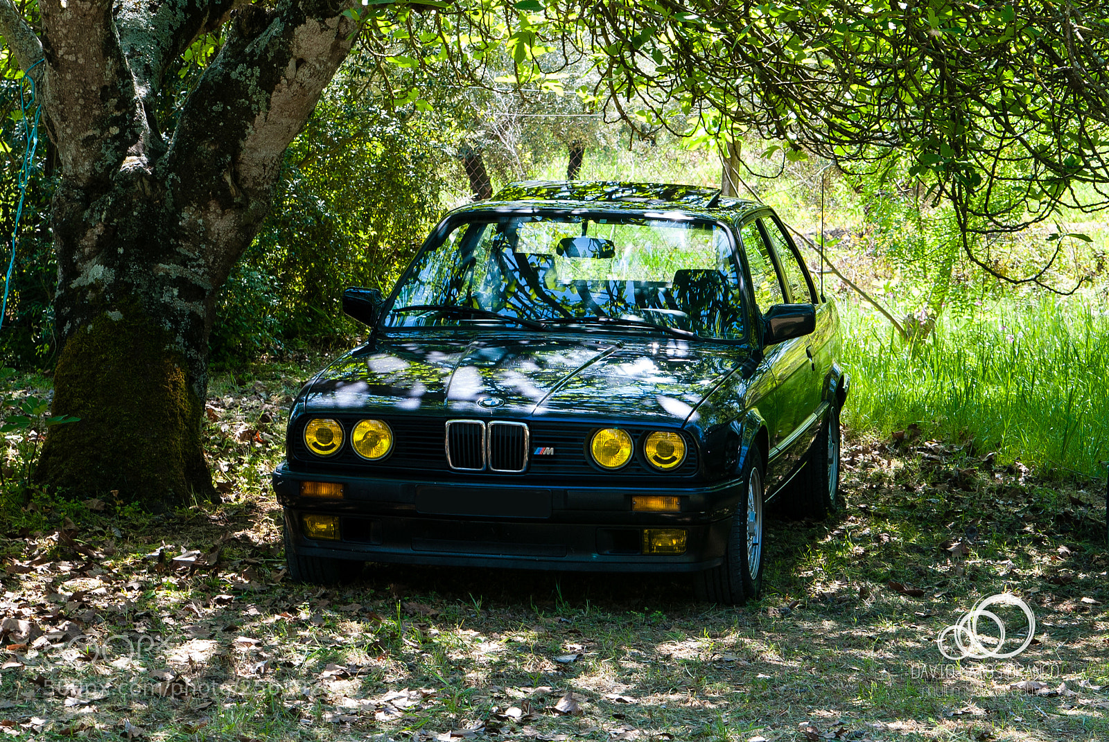 Nikon D80 sample photo. Wildest photography
