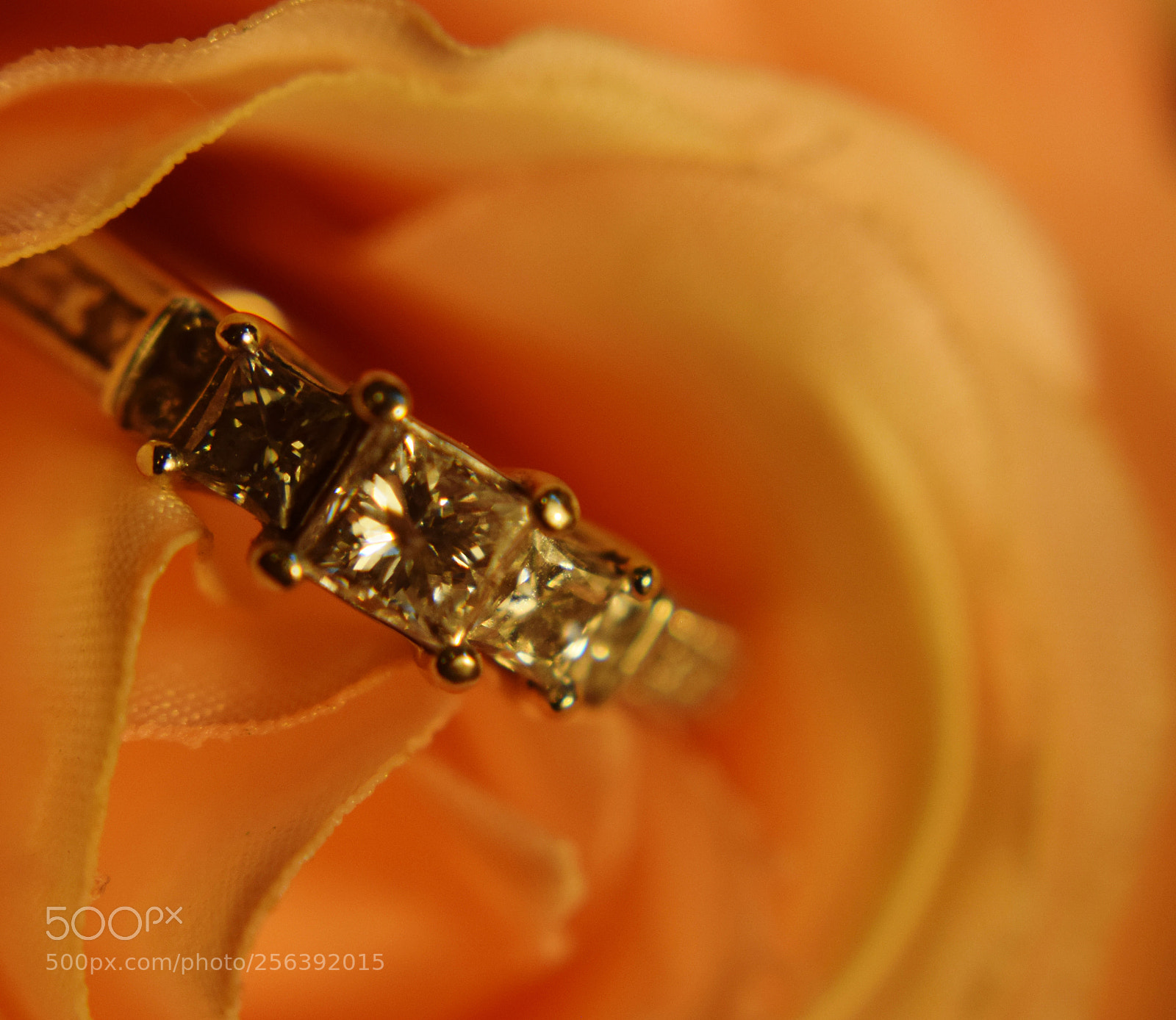 Nikon D3300 sample photo. Roses&love photography