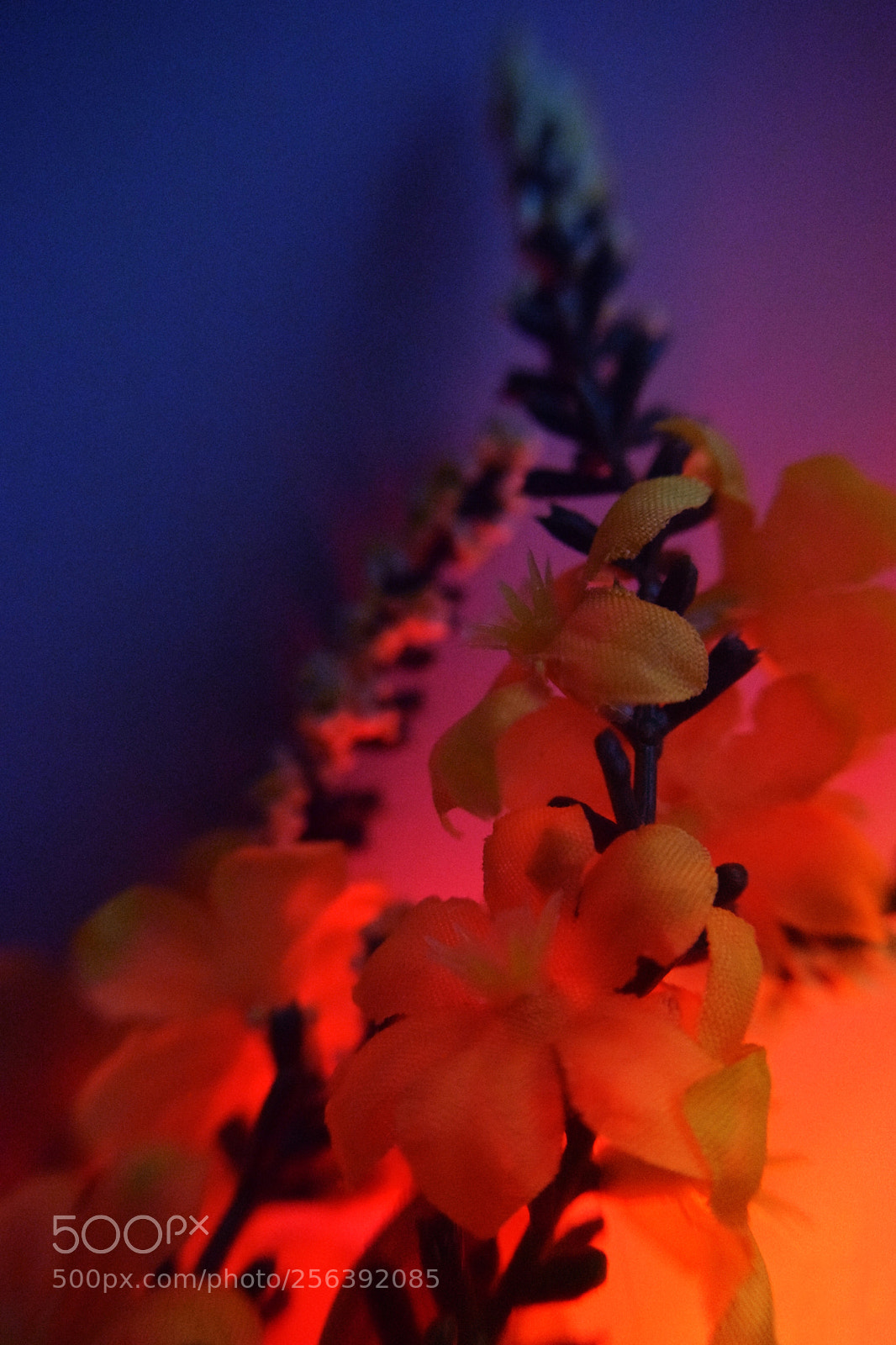 Nikon D3300 sample photo. Floral radiatiant light photography