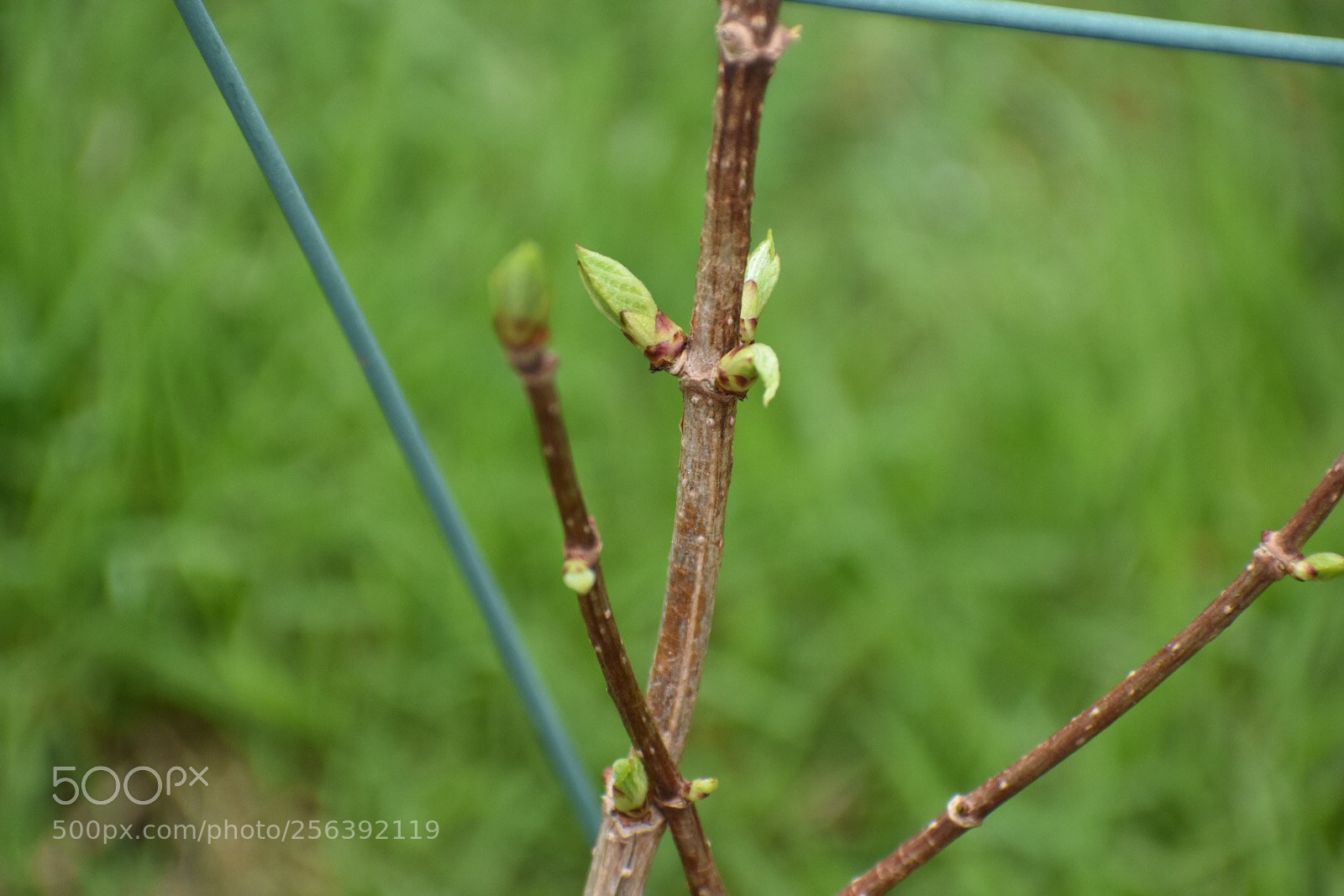 Nikon D3400 sample photo. Spring growth photography