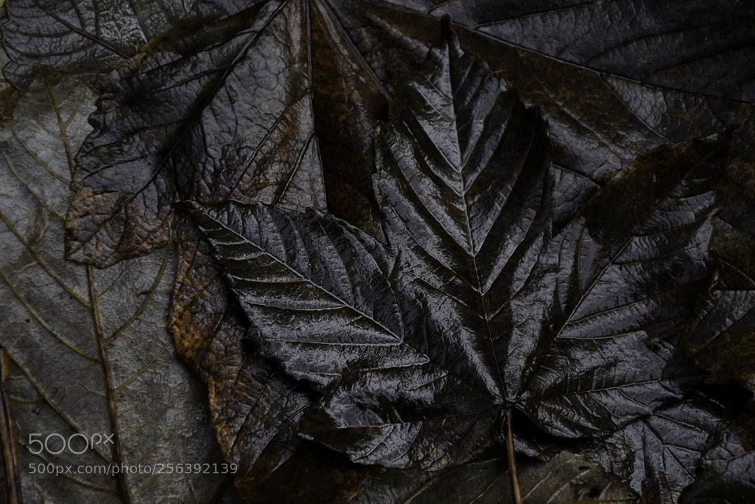 Nikon D7200 sample photo. Wet leaves photography