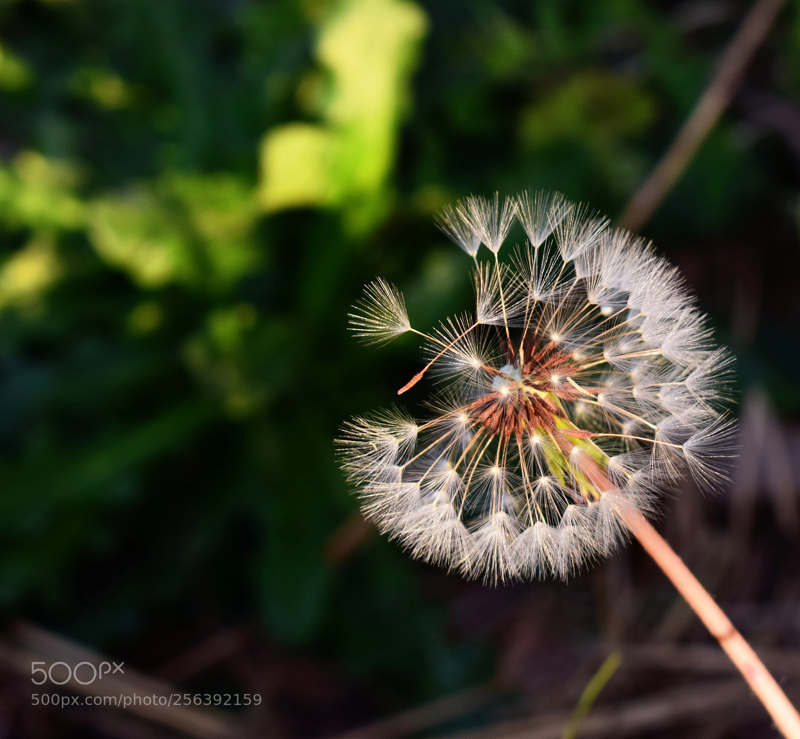 Nikon D3300 sample photo. Copy photography