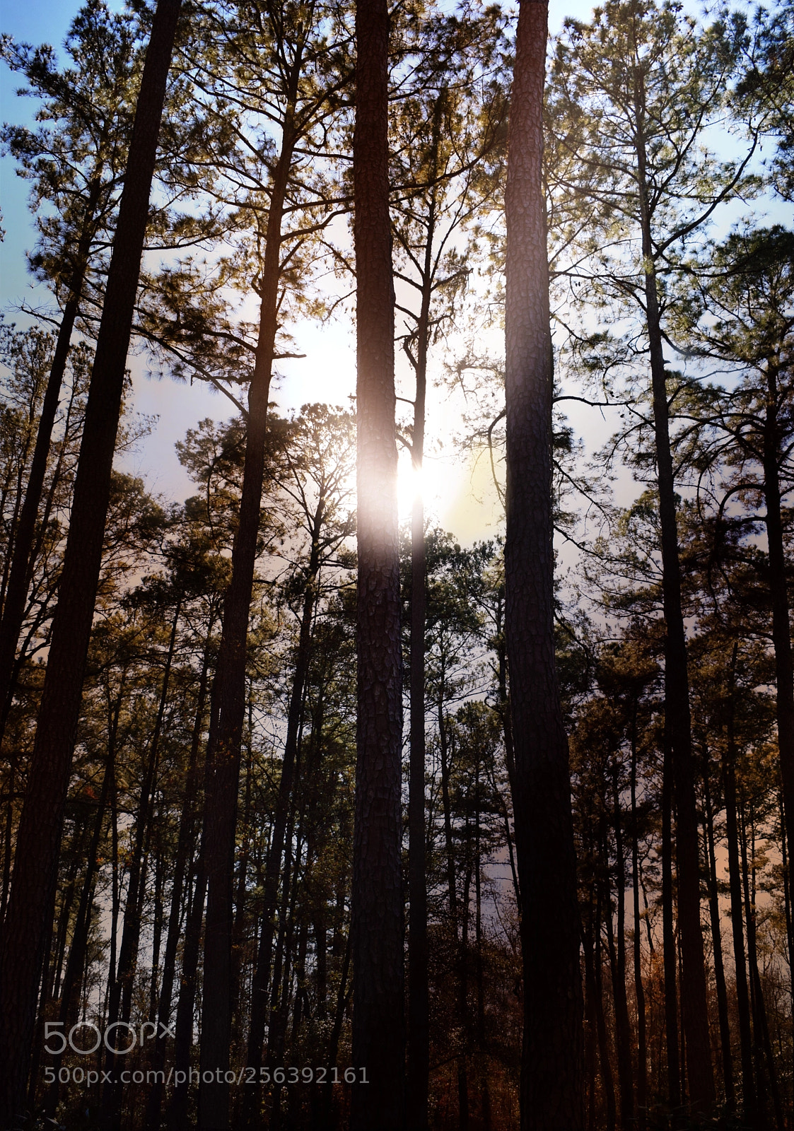 Nikon D3300 sample photo. Nature photography