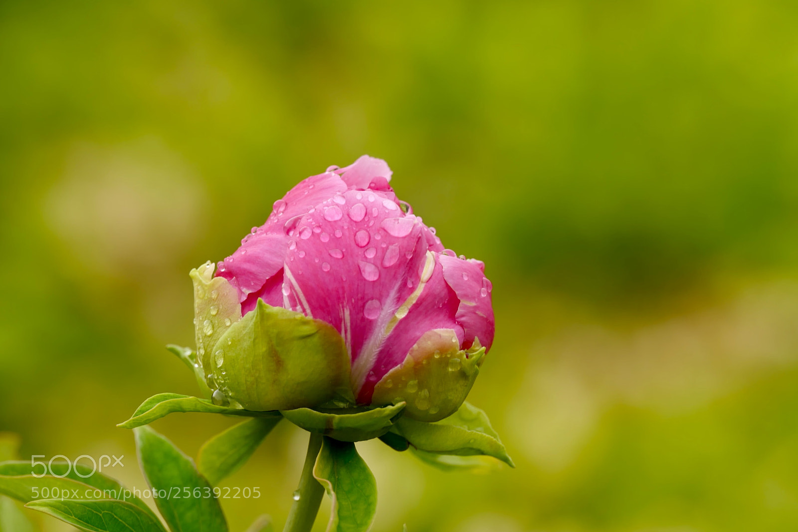 Leica SL (Typ 601) sample photo. Untitled photography