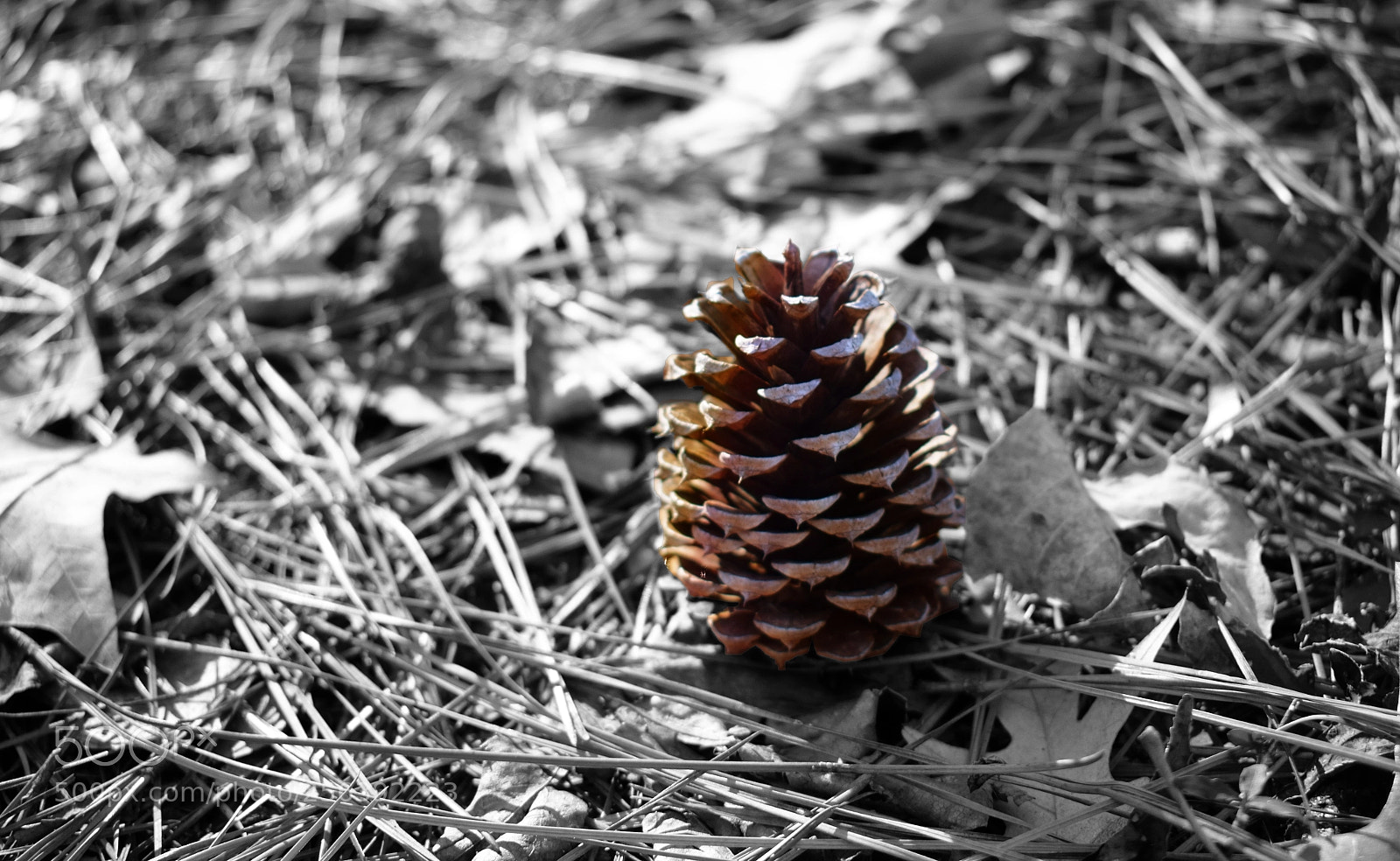 Nikon D3300 sample photo. Nature photography