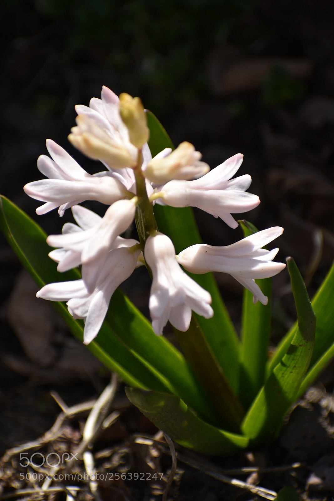 Nikon D3400 sample photo. Pink hyacinth photography