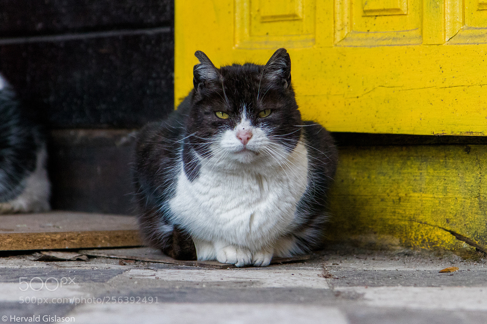 Canon EOS 80D sample photo. A stray cat is photography