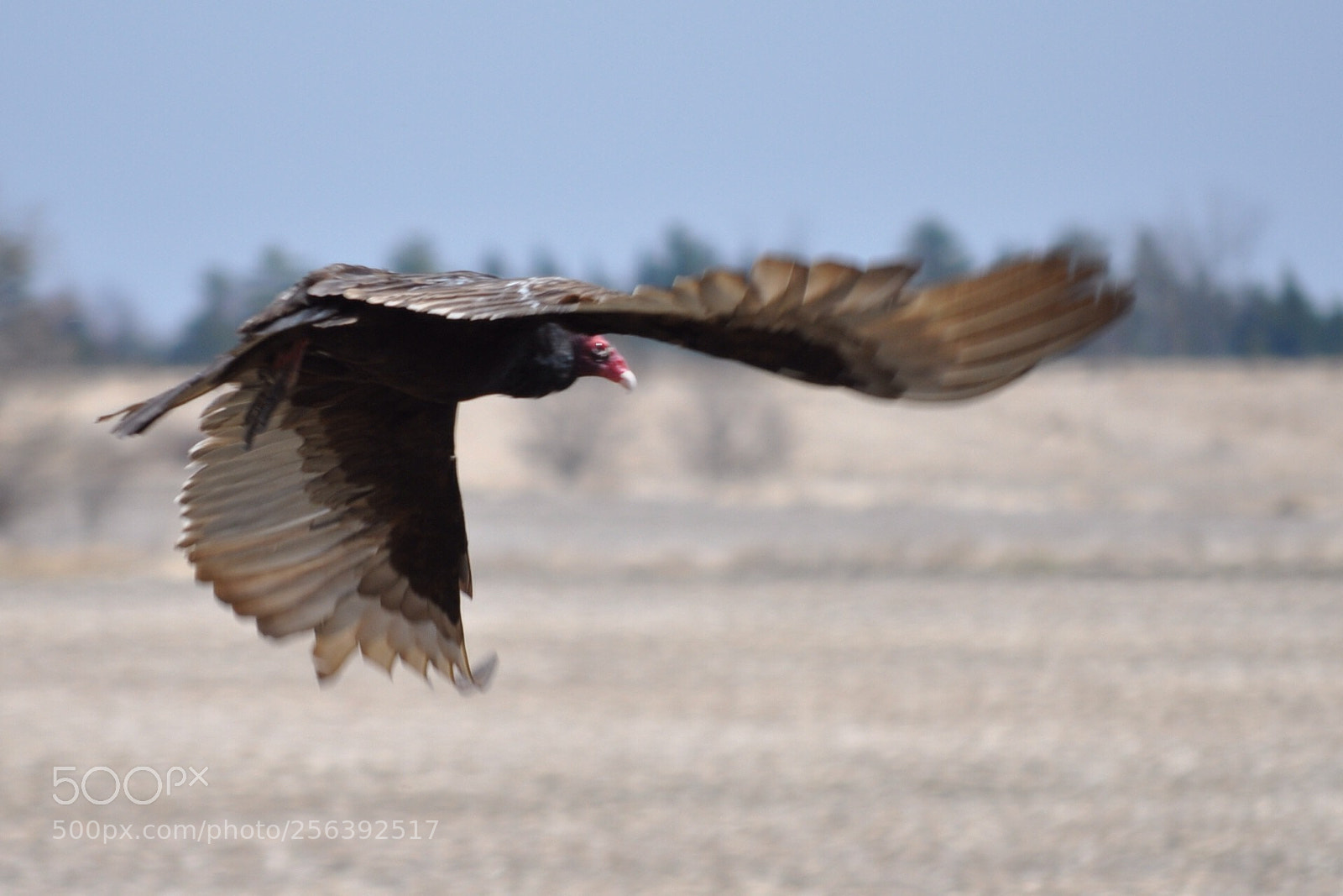 Nikon D5000 sample photo. Flight of the vulture photography