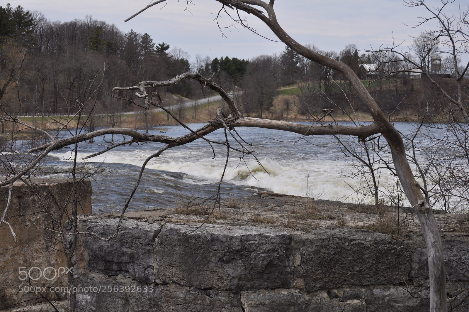 Nikon D5000 sample photo. Spring rush photography