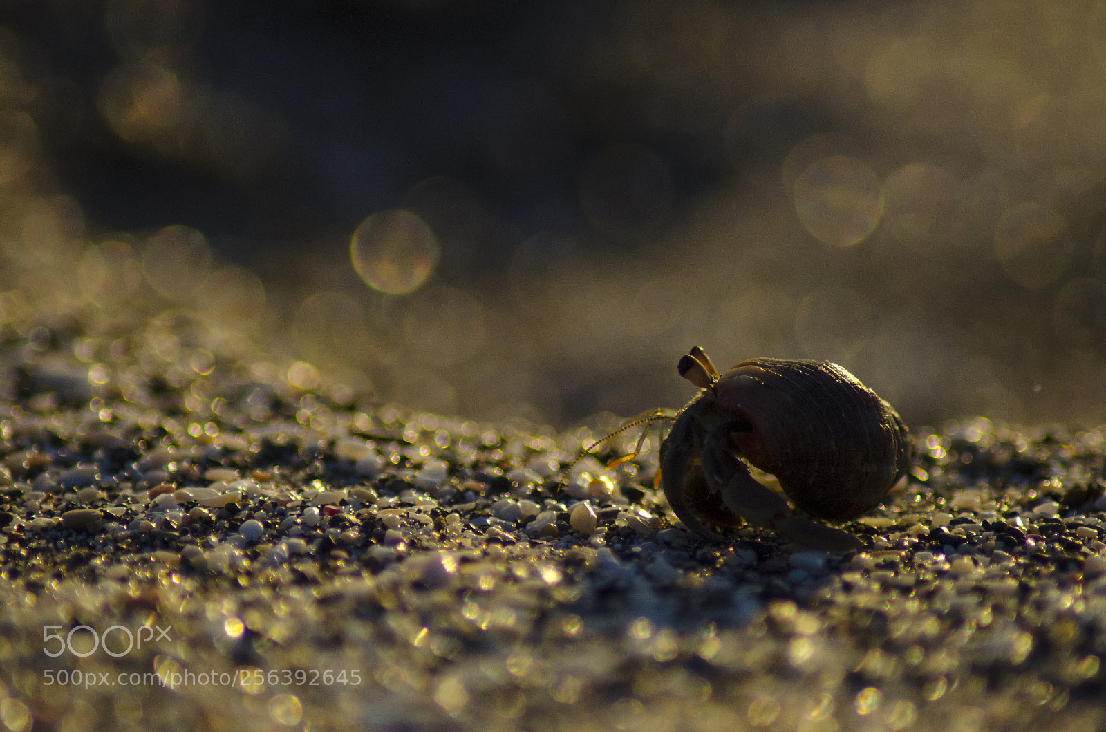 Nikon D5100 sample photo. Beach crab photography