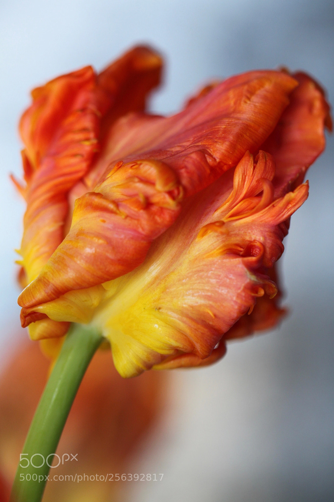 Canon EOS 500D (EOS Rebel T1i / EOS Kiss X3) sample photo. Beautiful tulip  photography