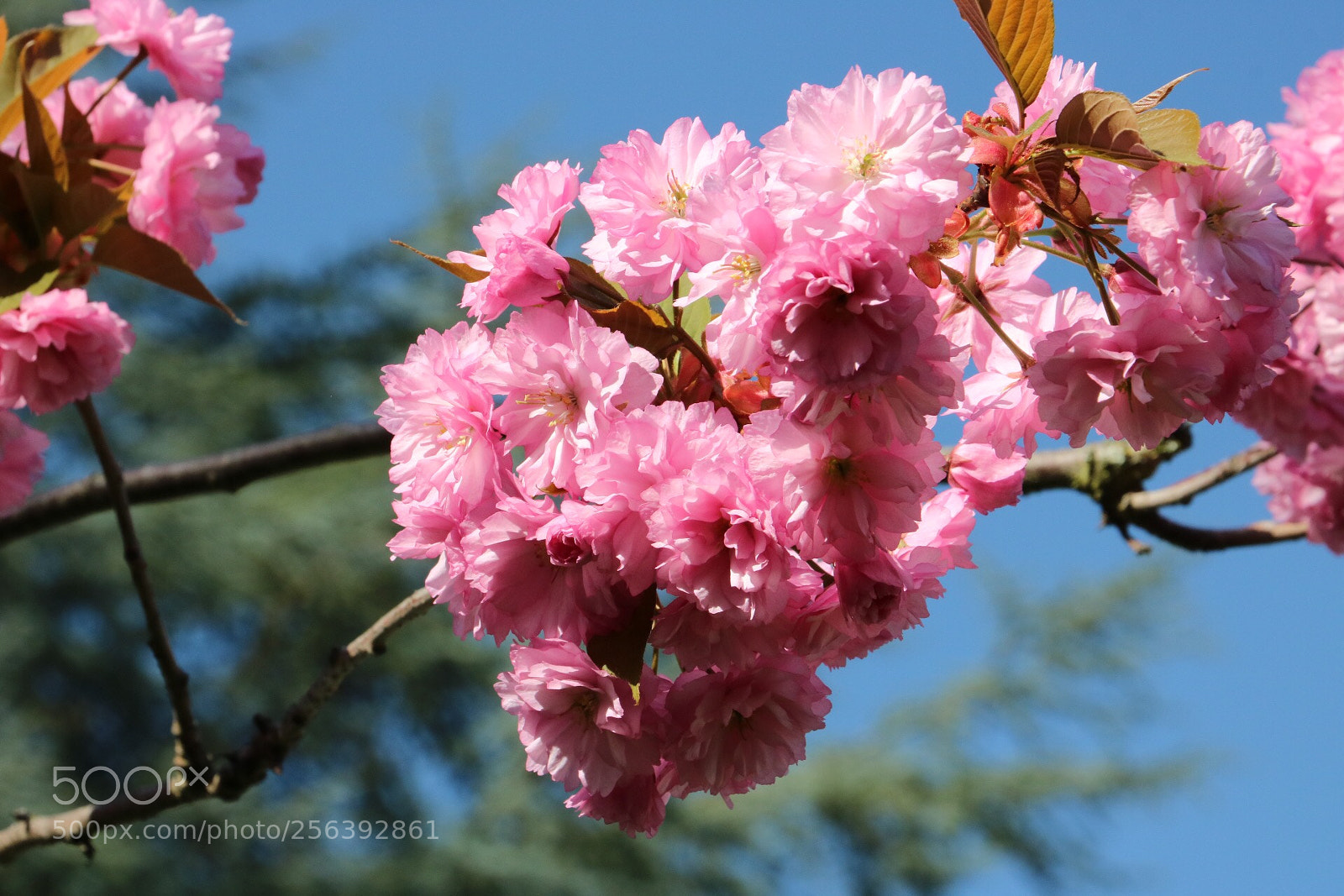 Canon EOS 750D (EOS Rebel T6i / EOS Kiss X8i) sample photo. Spring photography