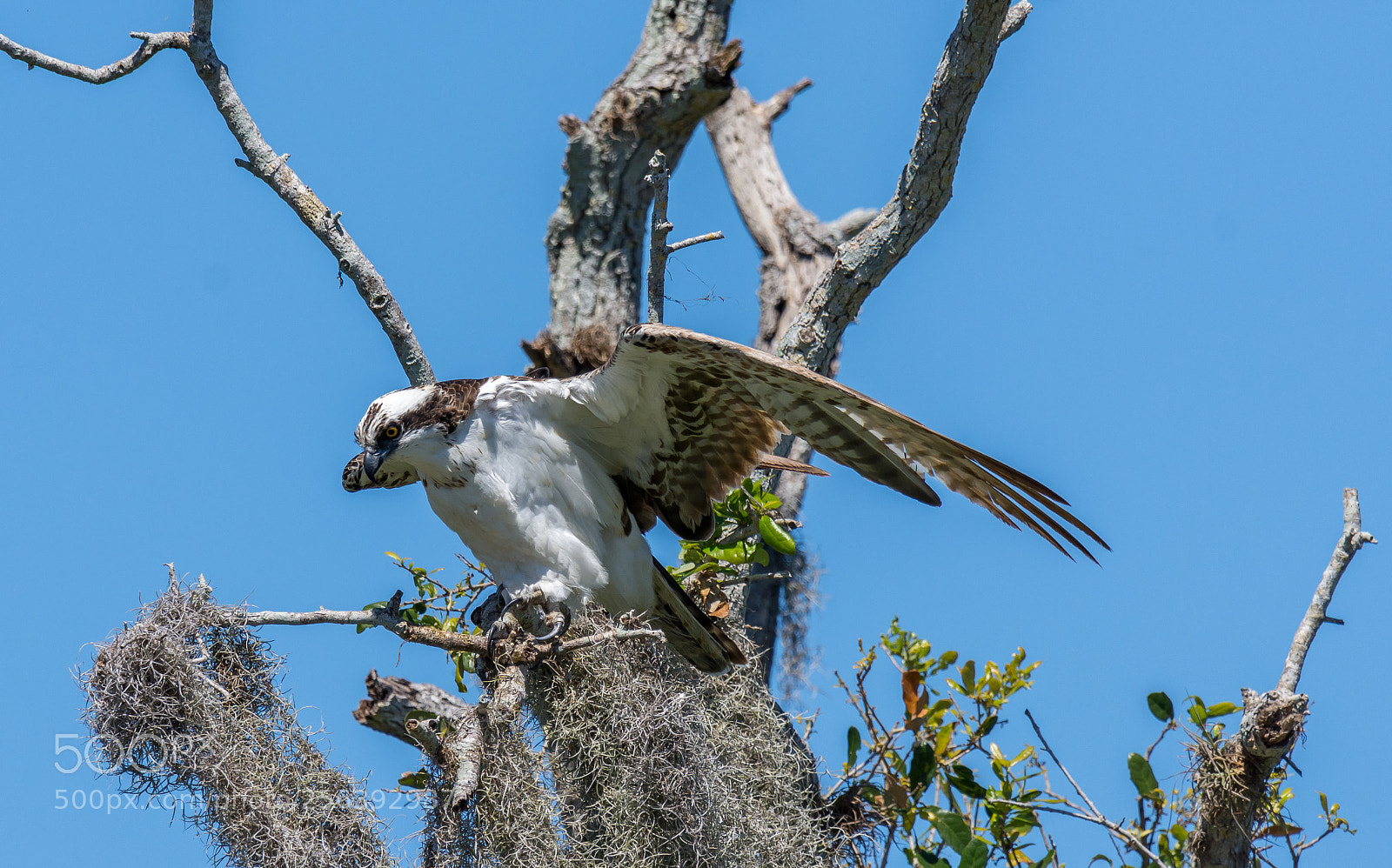 Nikon D7200 sample photo. Osprey in merritt island photography