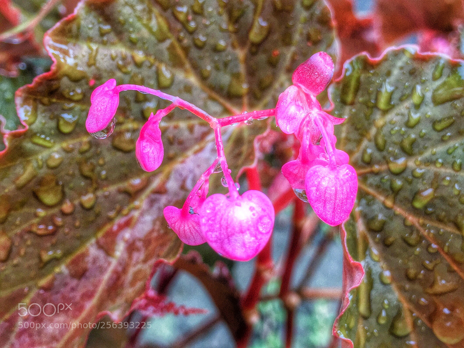 Apple iPhone 6 Plus sample photo. Pink hearts photography