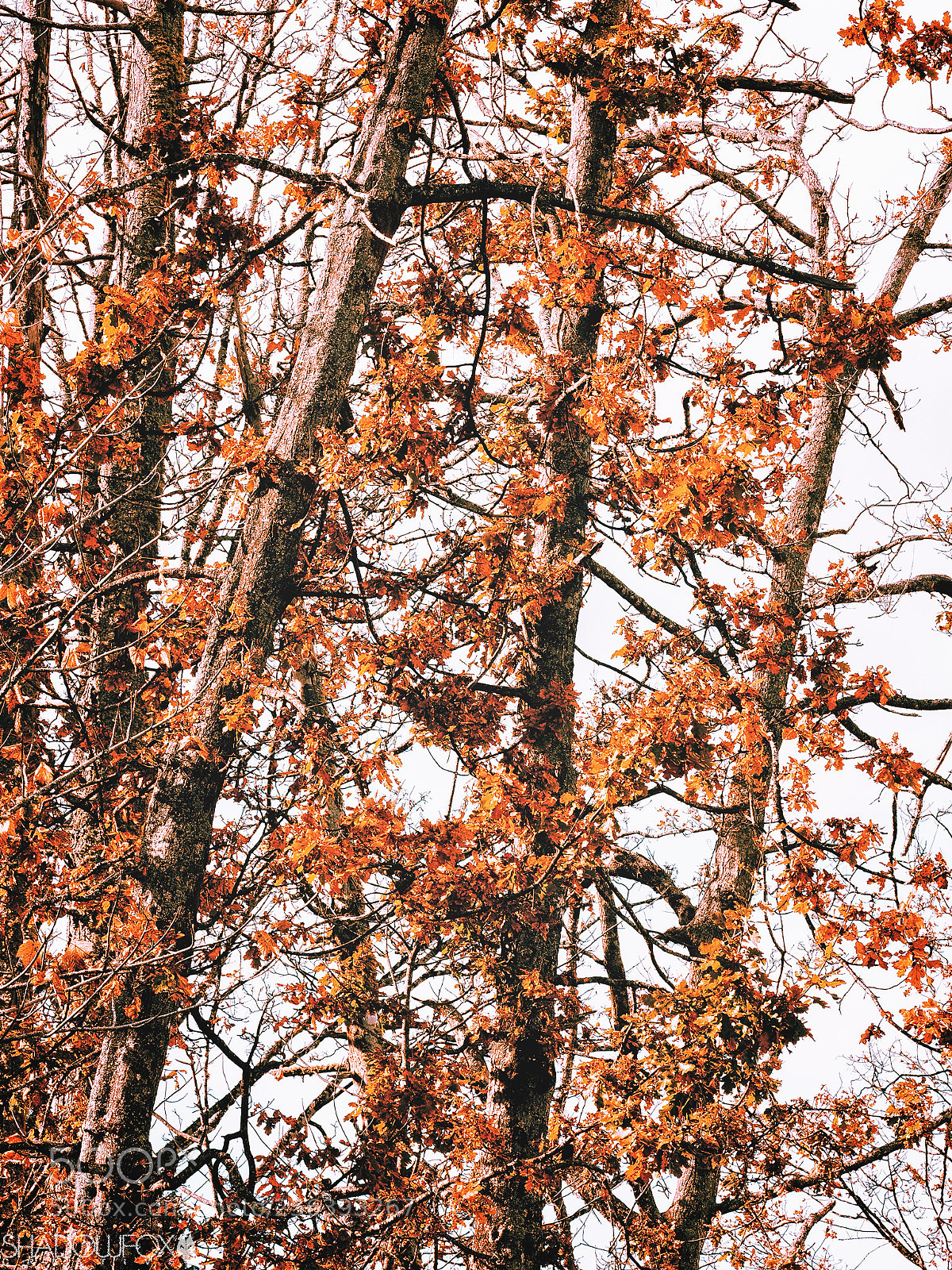Canon EOS 700D (EOS Rebel T5i / EOS Kiss X7i) sample photo. Autumn trees photography