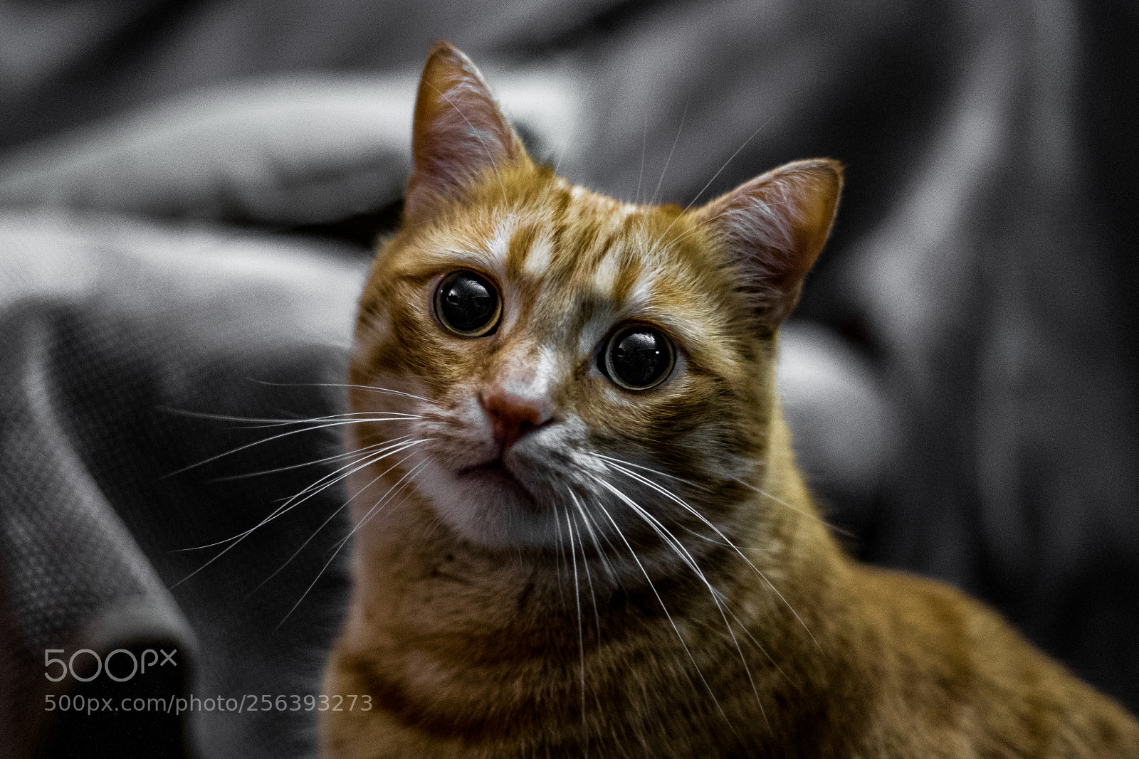 Canon EOS 6D sample photo. Popping eyes photography