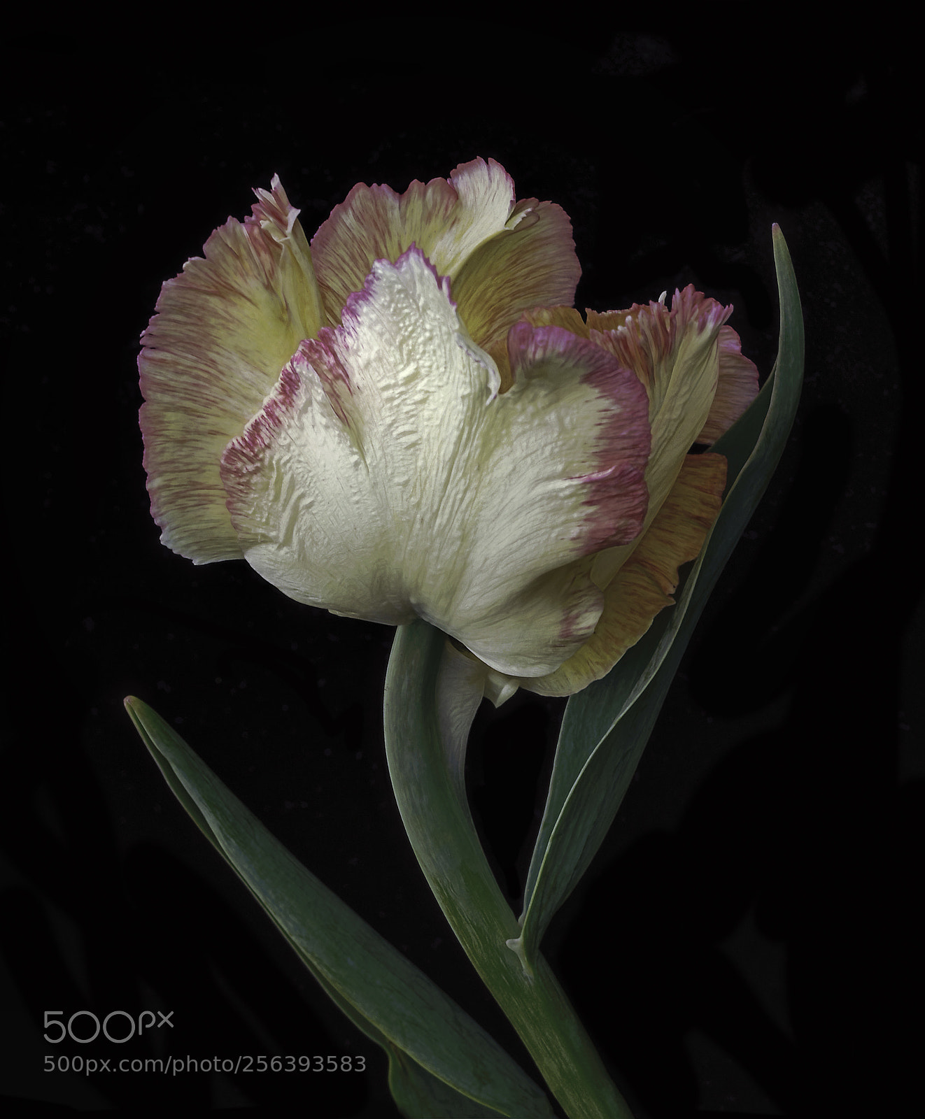 Canon EOS 6D sample photo. Tulip tilt photography