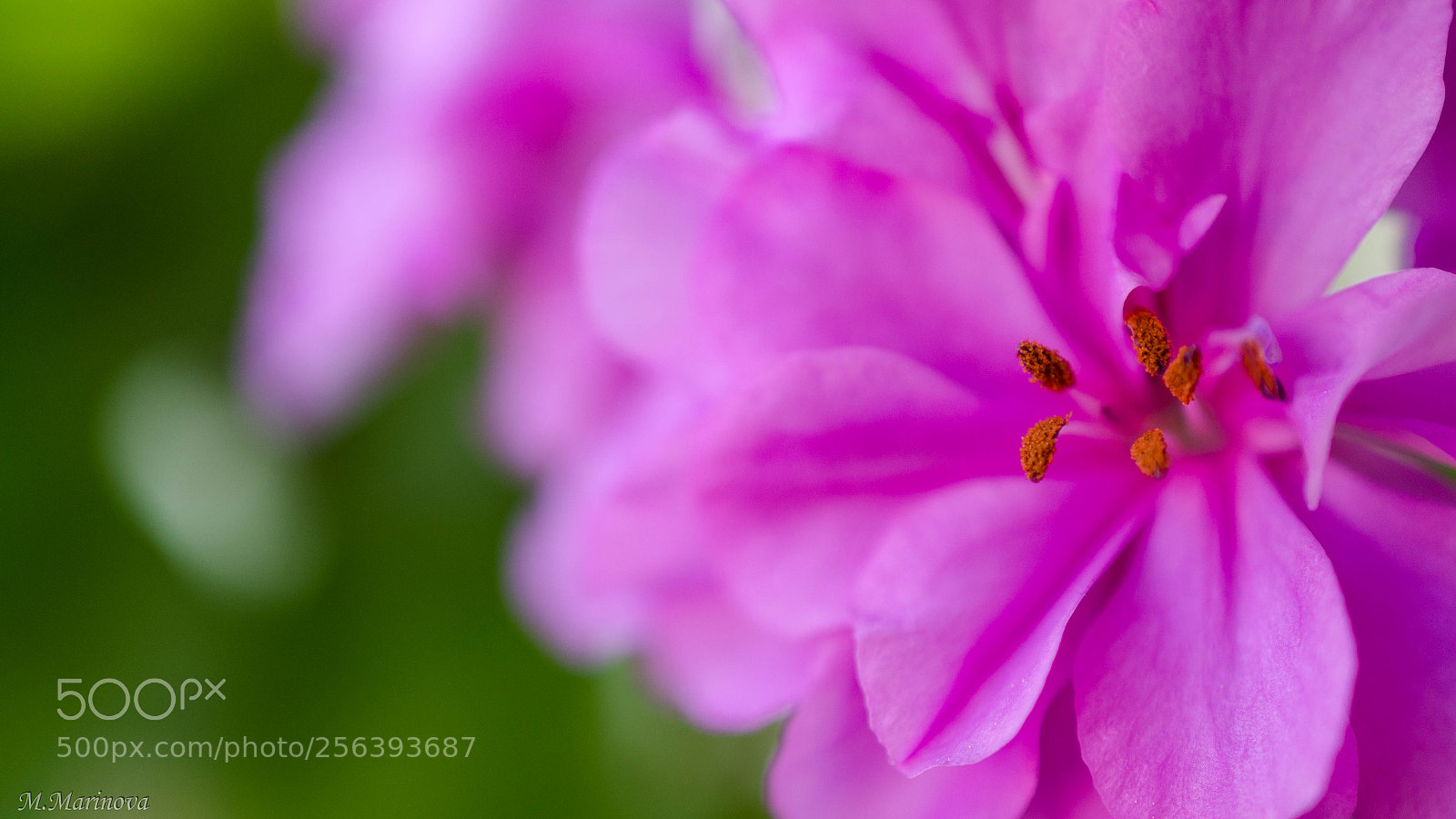 Nikon D7000 sample photo. Pink flower photography