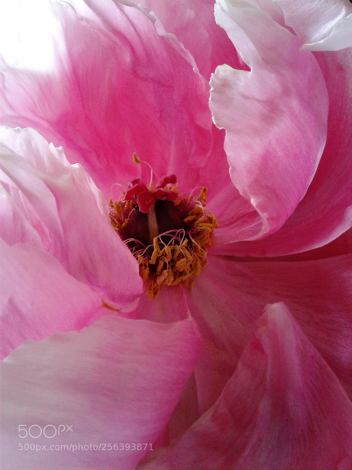 Samsung Galaxy J3(2016) sample photo. Peony close-up photography