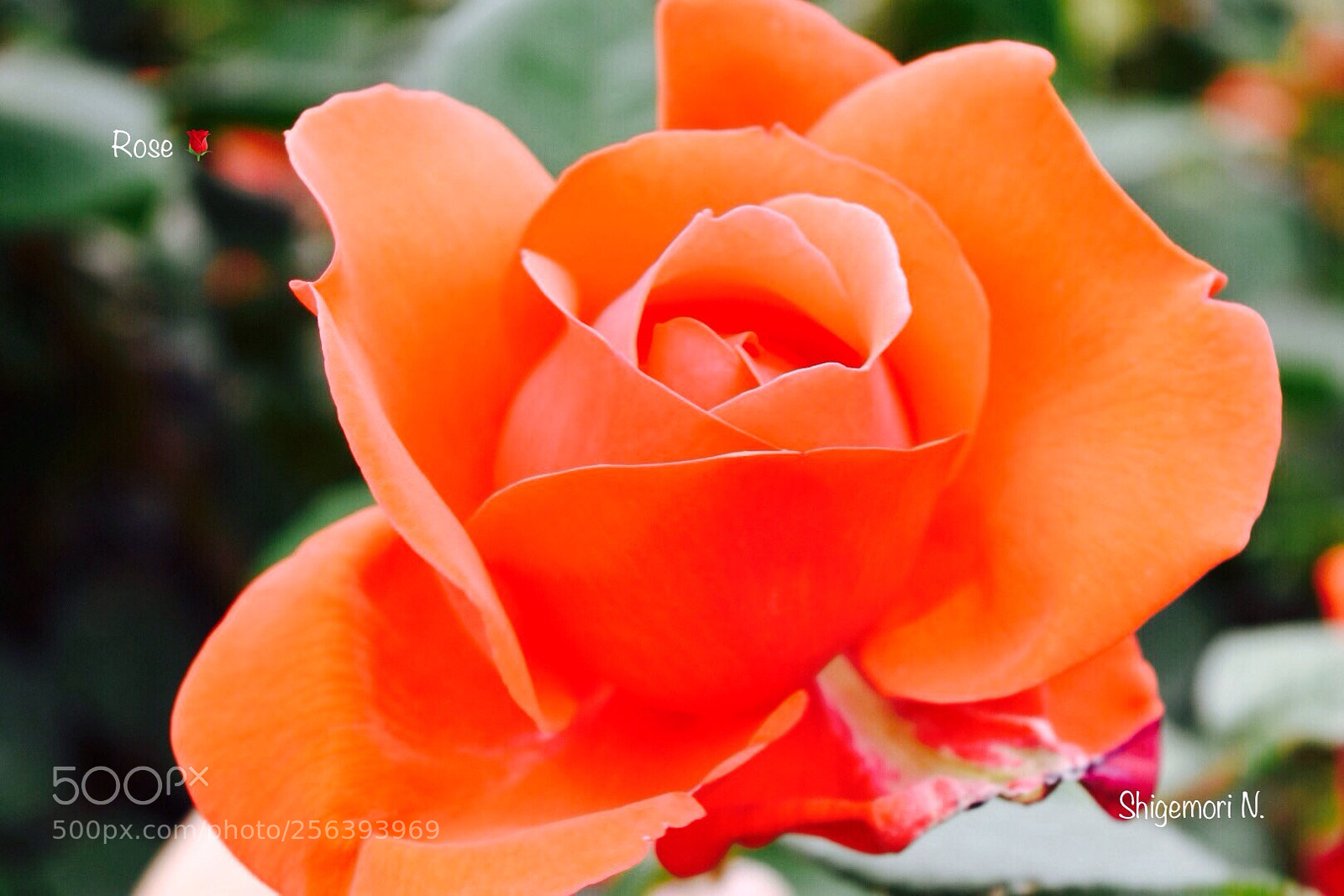 Nikon D5500 sample photo. Rose  photography