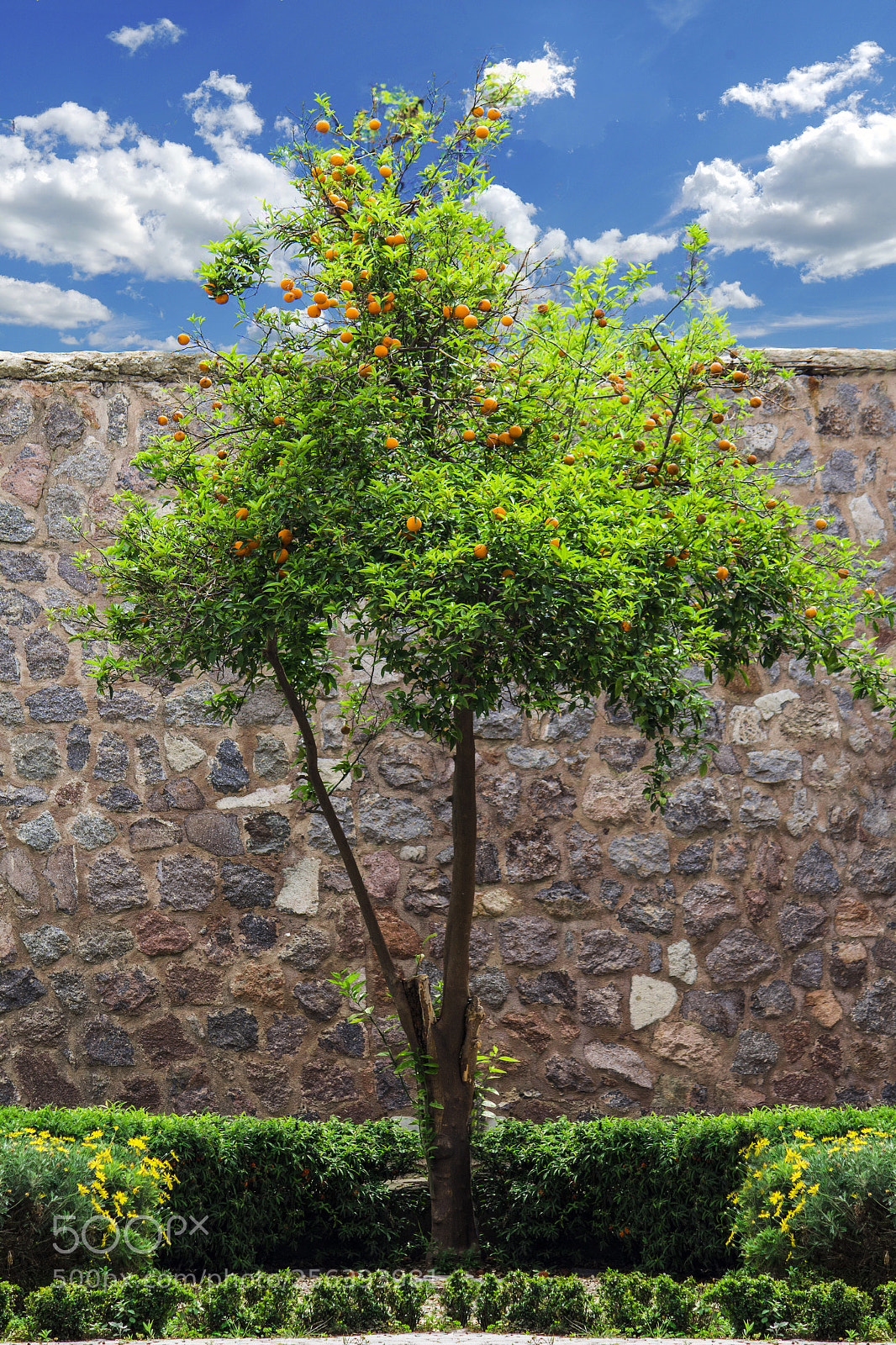 Canon EOS 700D (EOS Rebel T5i / EOS Kiss X7i) sample photo. Orange tree. photography