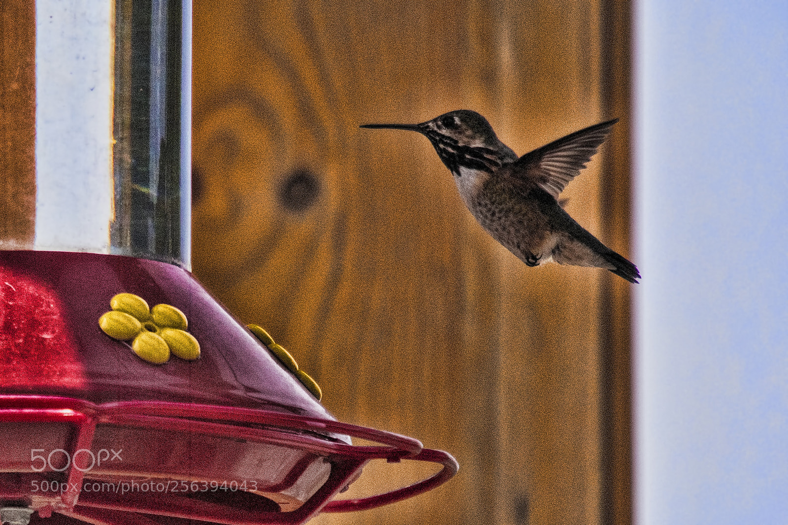 Pentax K-1 sample photo. Hummingbird (may ) photography