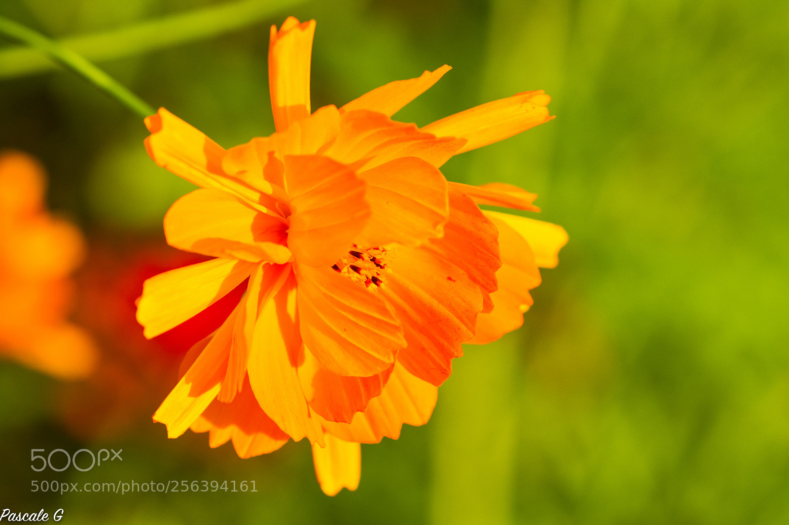 Nikon D7100 sample photo. Orange and green photography