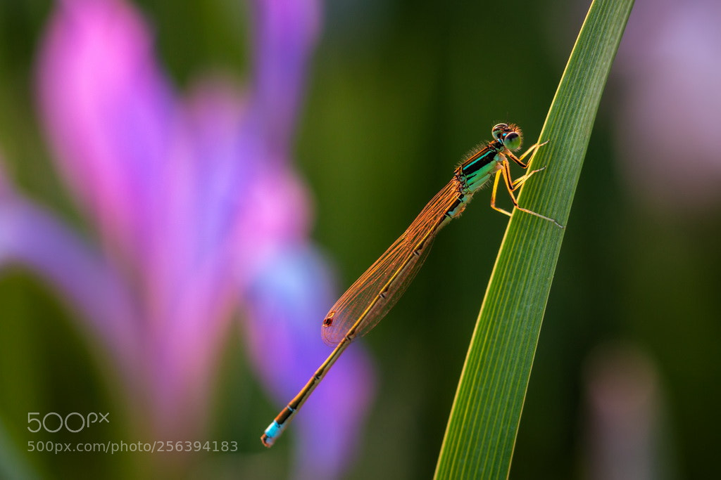 Canon EOS 70D sample photo. Damselfly photography