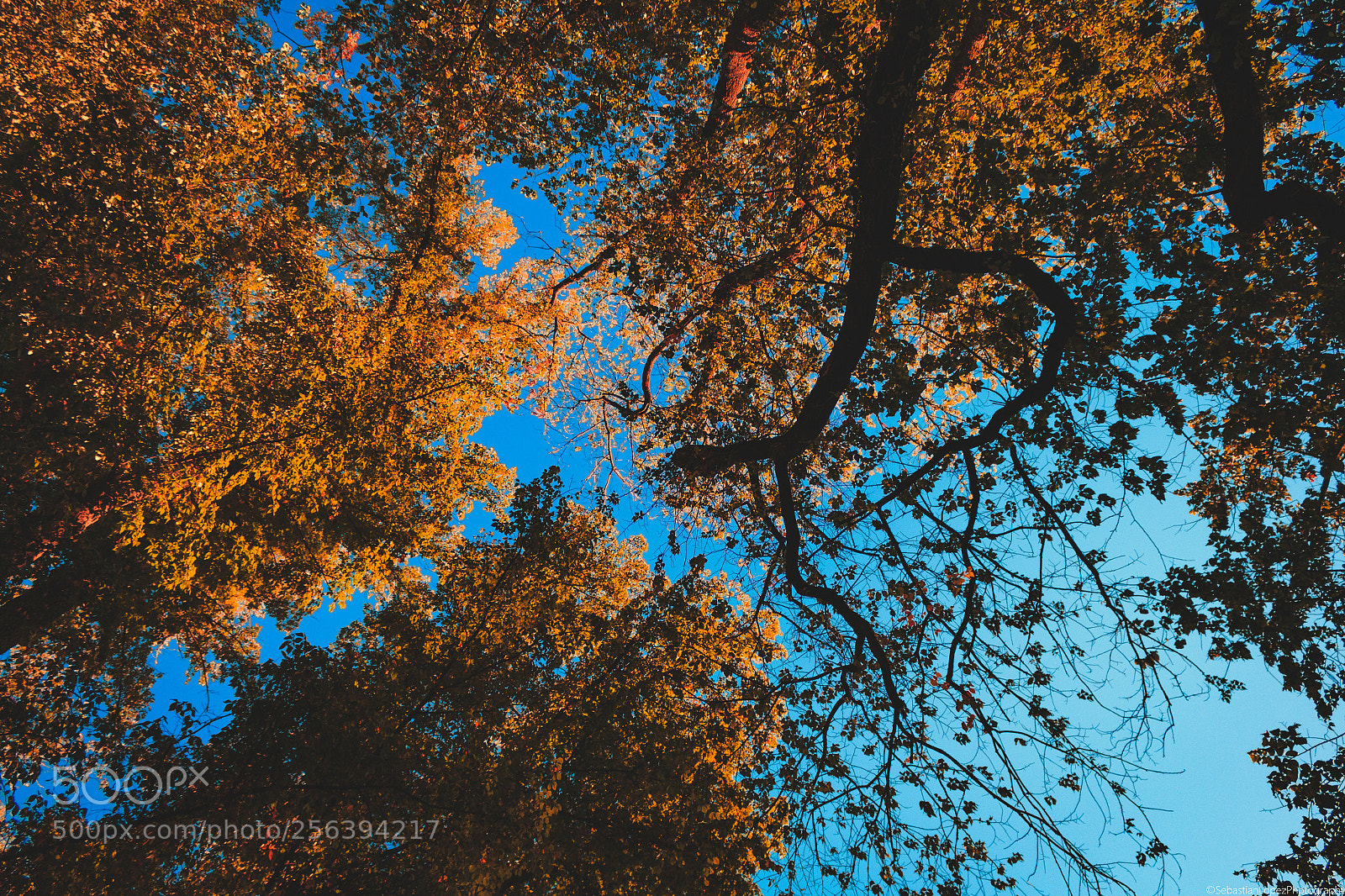 Canon EOS 700D (EOS Rebel T5i / EOS Kiss X7i) sample photo. Autumn trees photography