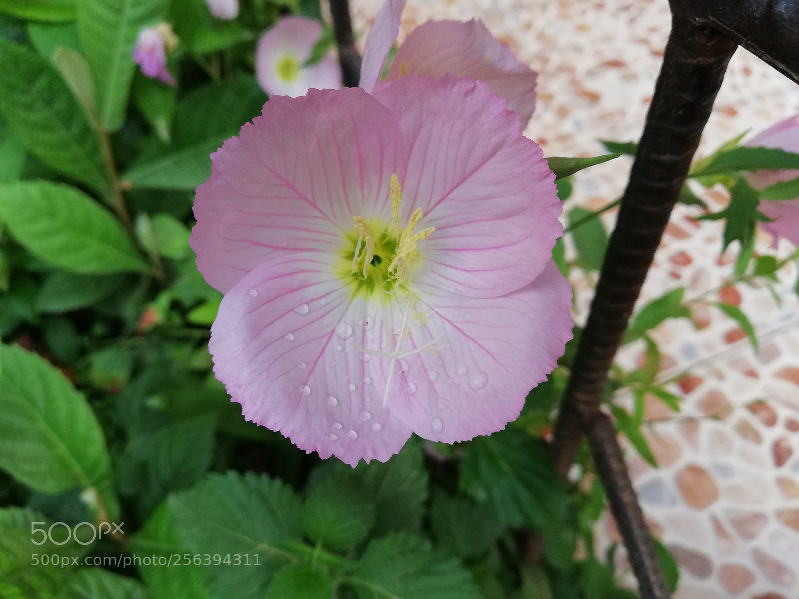 HUAWEI Mate 10 Lite sample photo. First photo by huwaei photography