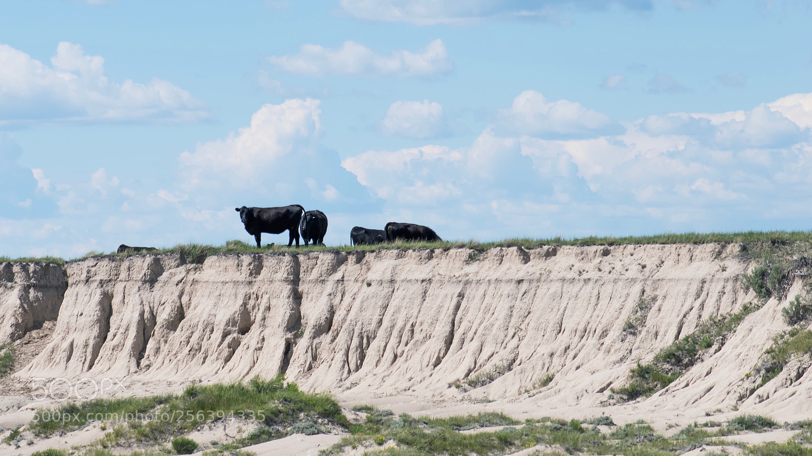 Nikon D5500 sample photo. Cattle on horizon photography