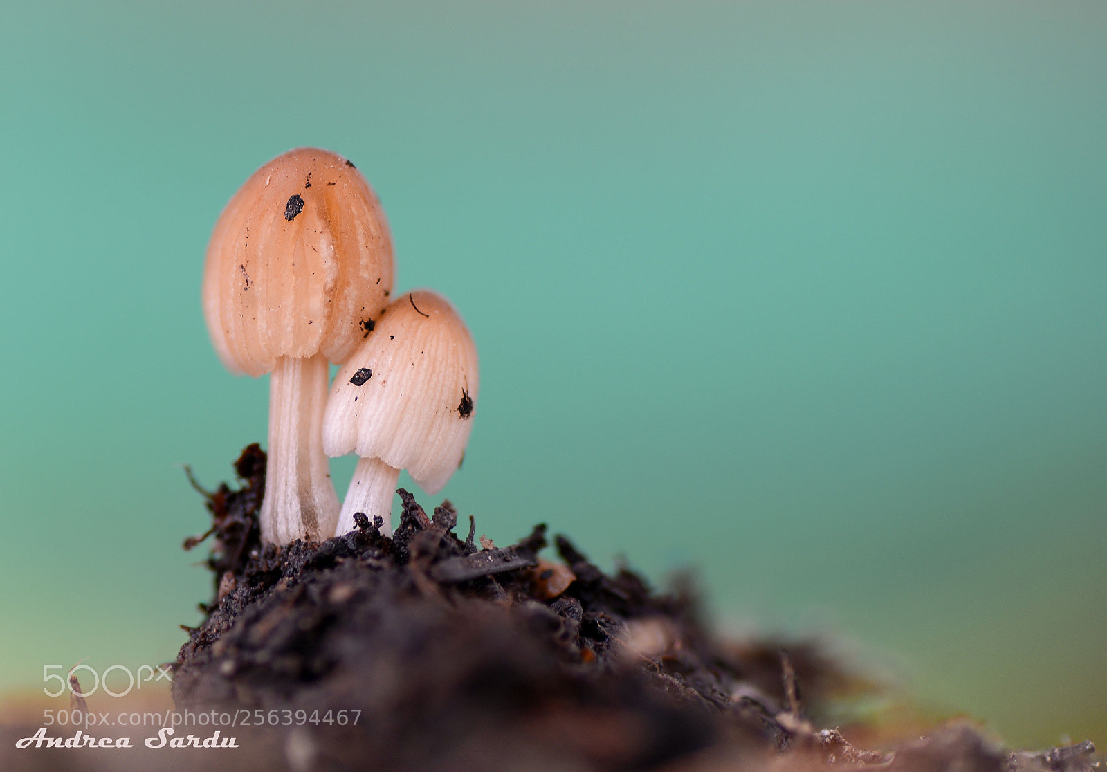 Nikon D7100 sample photo. Mushroom photography