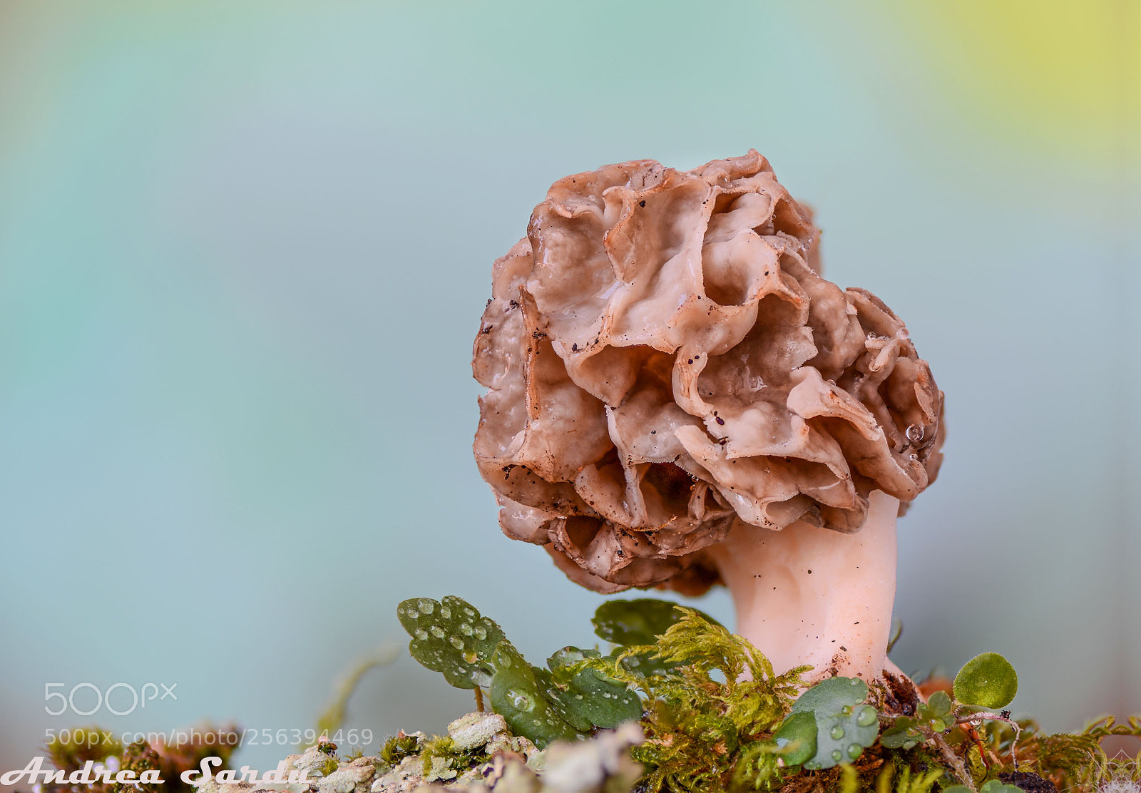Nikon D7100 sample photo. Mushroom photography