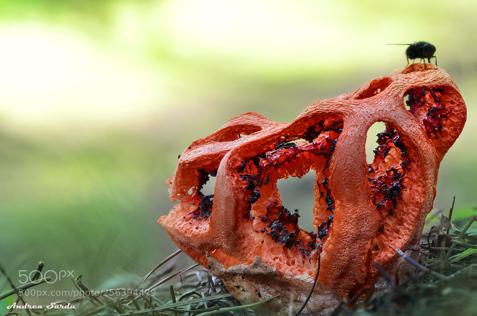 Nikon D7100 sample photo. Mushroom photography