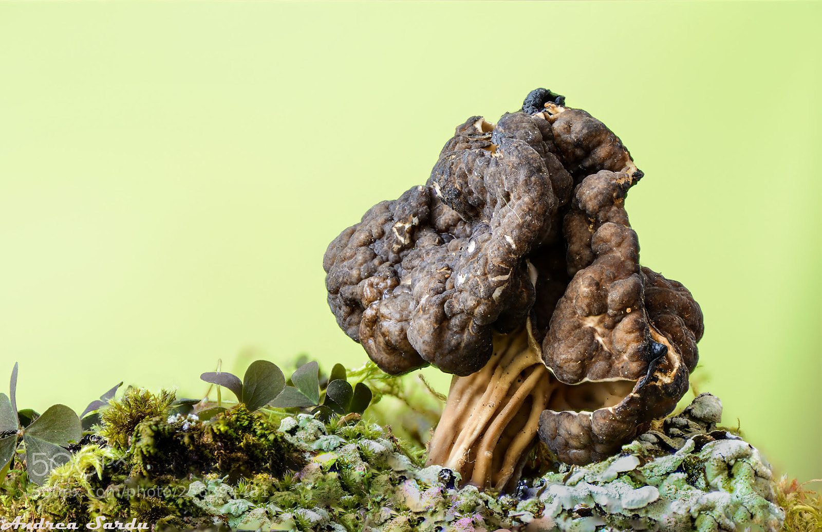 Nikon D7100 sample photo. Mushroom photography