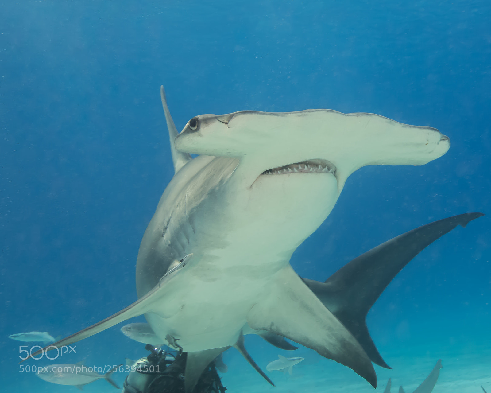 Nikon D7100 sample photo. Selene in bimini photography