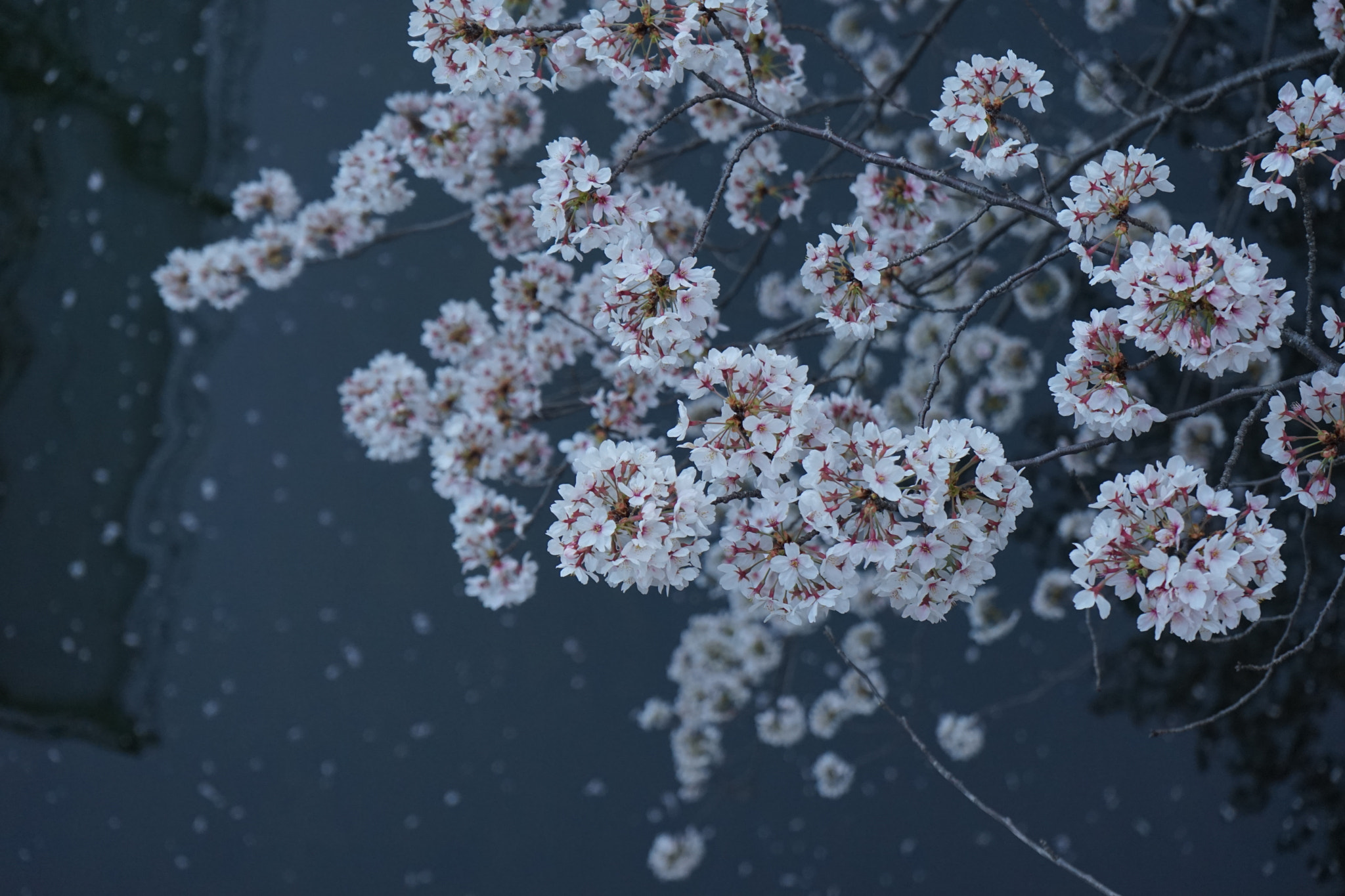 Sony FE 28-70mm F3.5-5.6 OSS sample photo. Sakura reflection on meguro river, tokyo photography