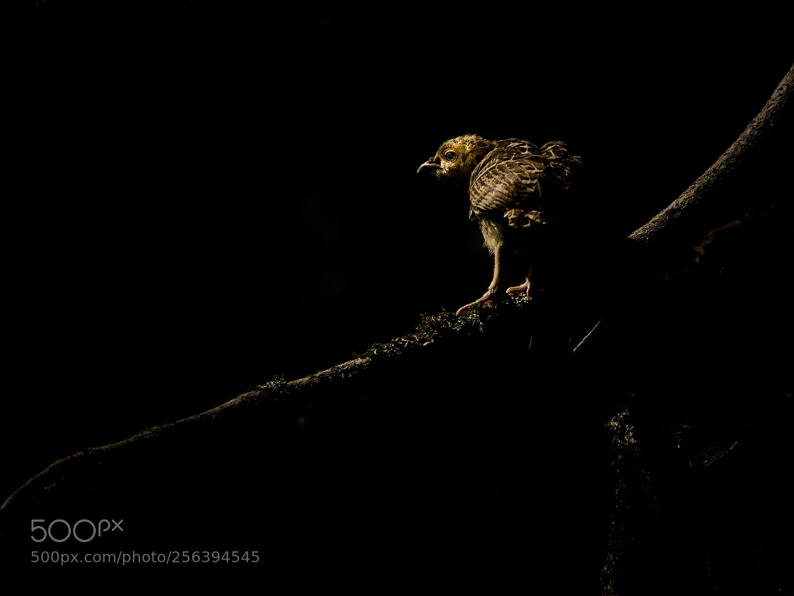 Canon EOS 6D sample photo. Western capercaillie/tjäder photography