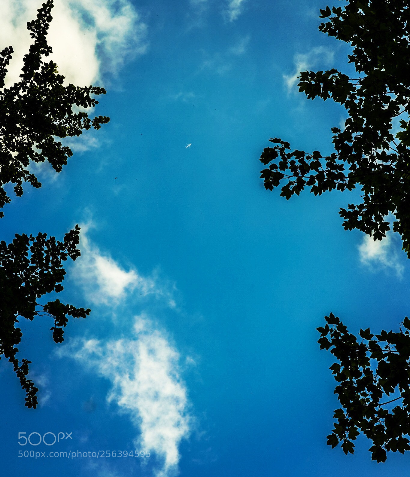 Nikon D850 sample photo. Untitled photography