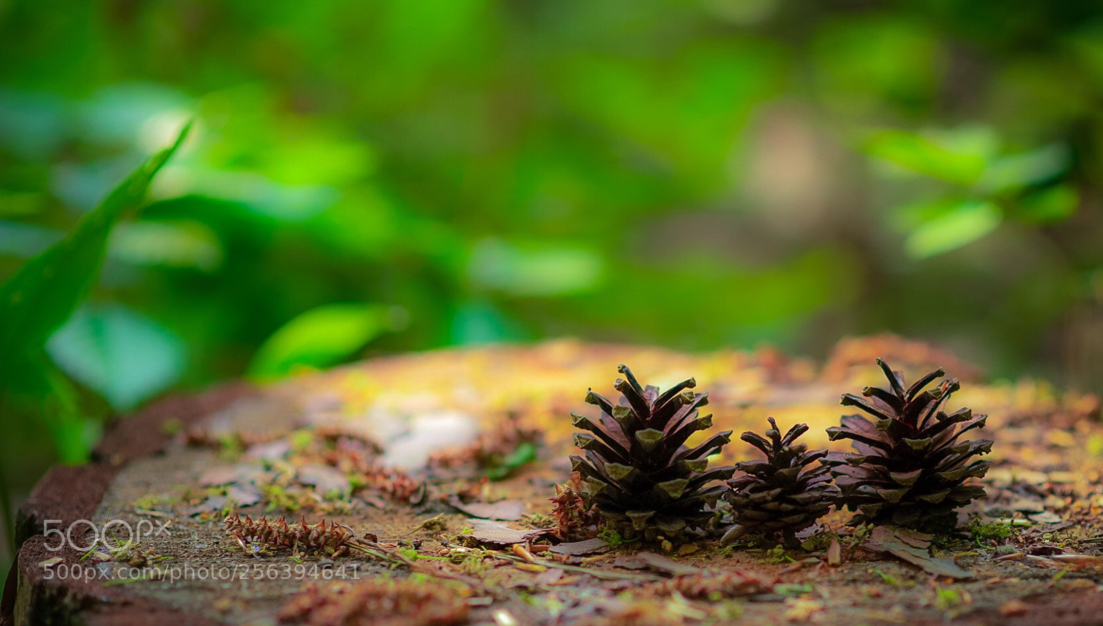 Nikon D850 sample photo. Untitled photography